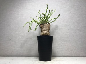 ユーフォルビア デシドゥア