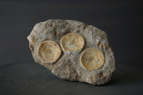 モロッコ産サメ脊椎化石 Otodus obliquus 2427