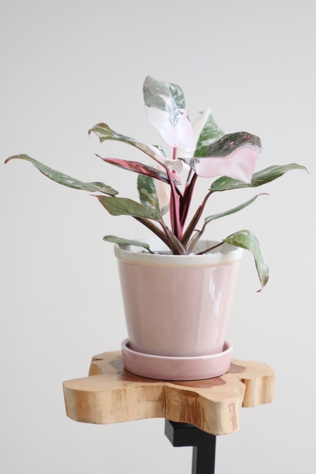 ストロベリーシェイク フィロデンドロン　鉢つき 希少】【M】フィロデンドロン ストロベリーシェイク/Philodendron