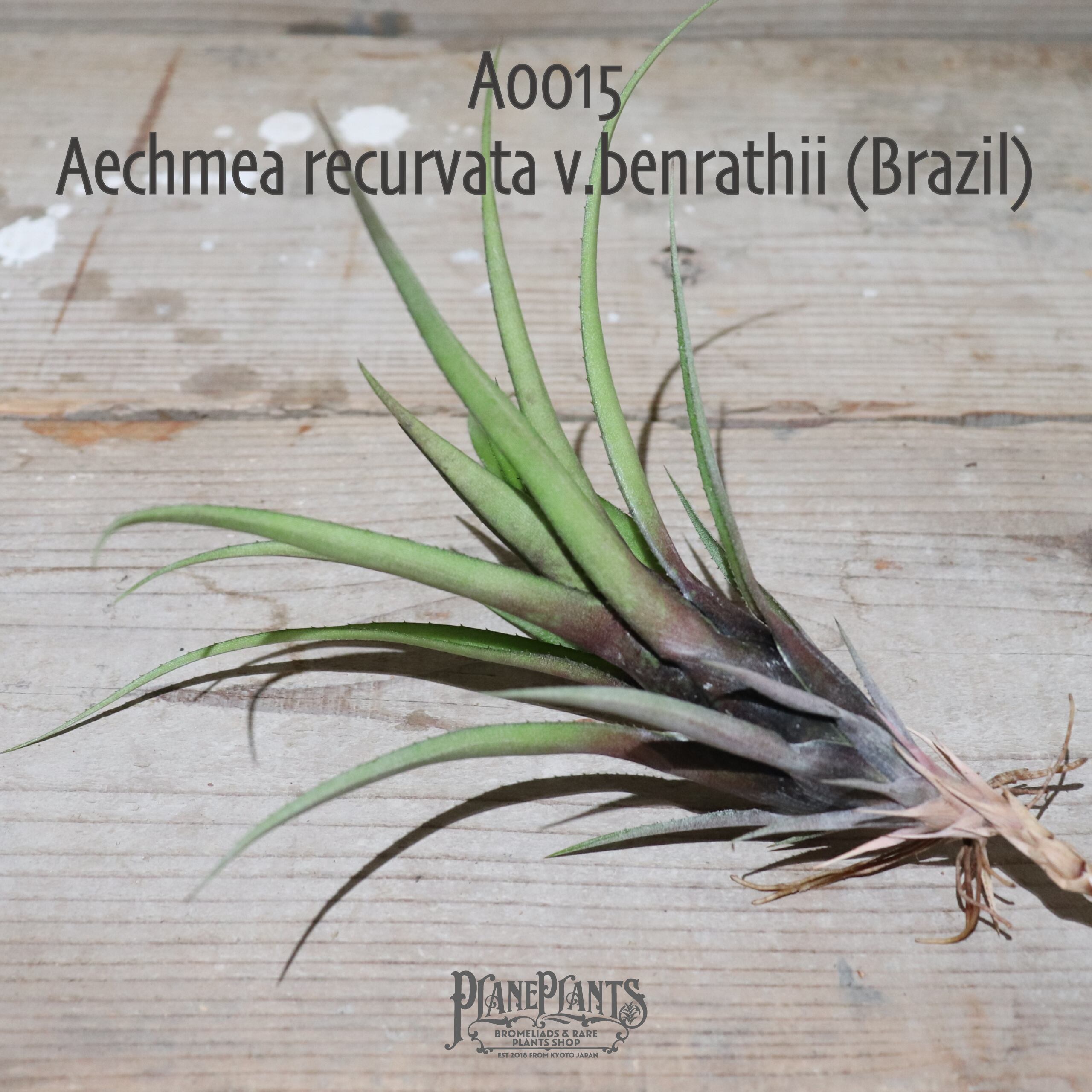 【送料無料】Aechmea recurvata v.benrathii (Brazil)〔エクメア〕現品発送A0015