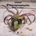 【送料無料】ストレプトフィラ L -RED-〔エアプランツ〕現品発送T0515