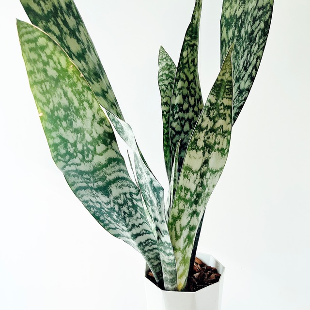 《希少》サンスベリア オブリティアナ 凛と佇むグリーン calm cafe