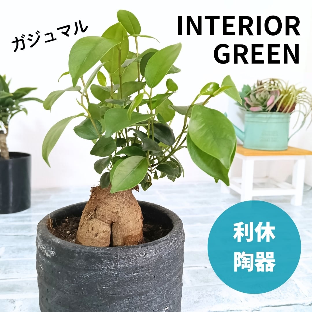 最大級 大株 ガジュマルの木 8号 観葉植物 ガジュマル 多幸の木 樹脂