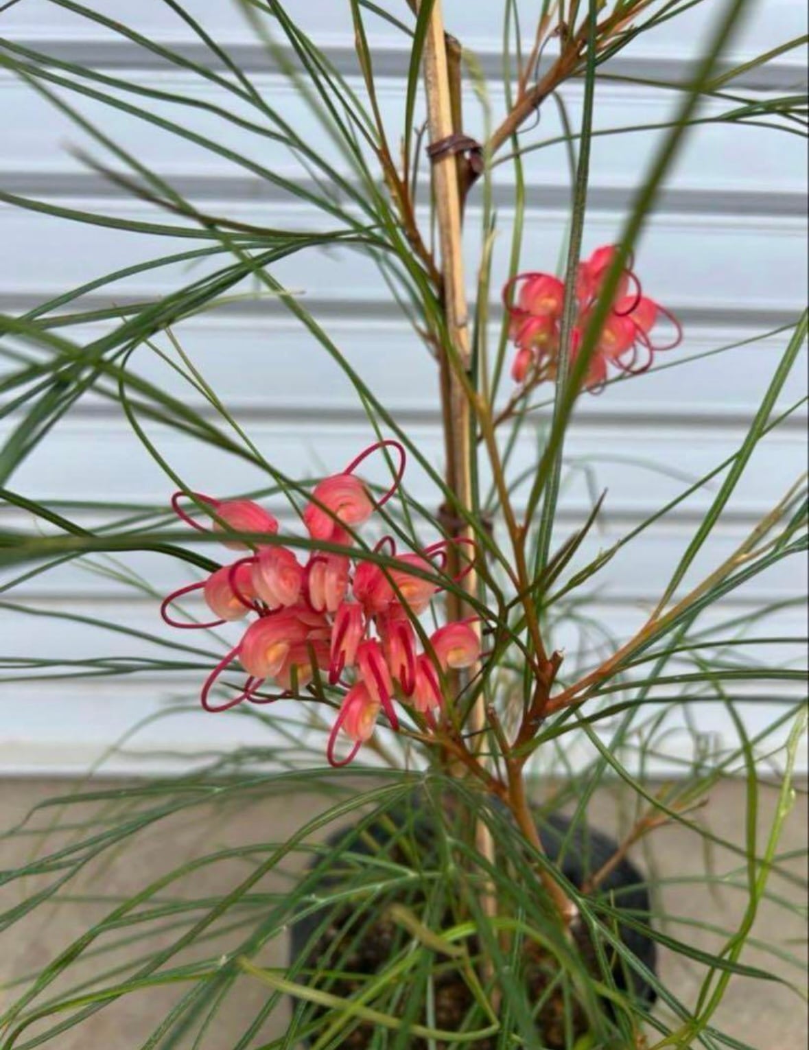 グレビレアロンギスティーラーエレガンス 6号 | hirai f-m