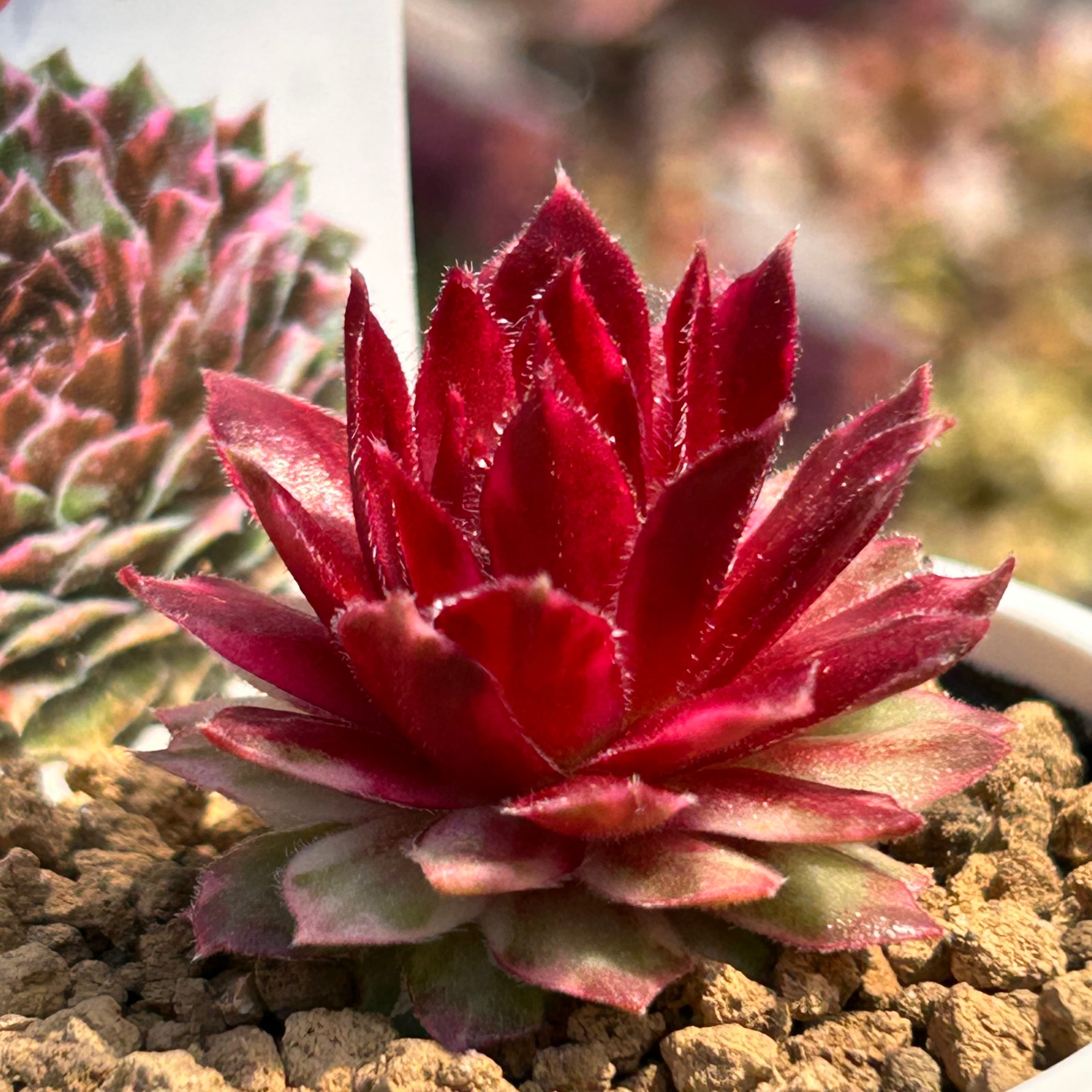 【珍品】多肉植物 硫黄団扇 赤い妖 ギャラクシースター センペル | RuPo 多肉植物専門店