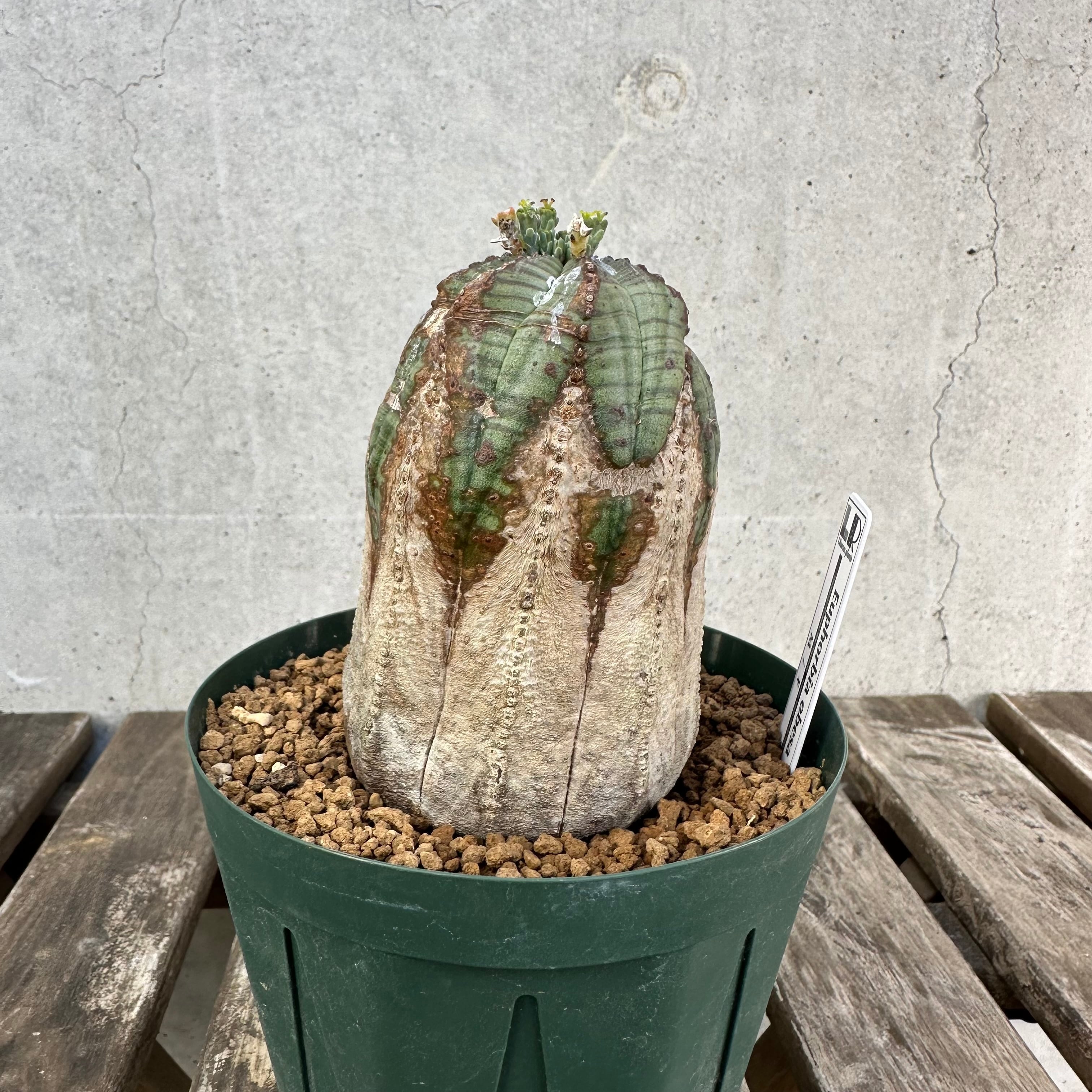 白化木質タイプ】 Euphorbia obesa ユーフォルビア オベサ