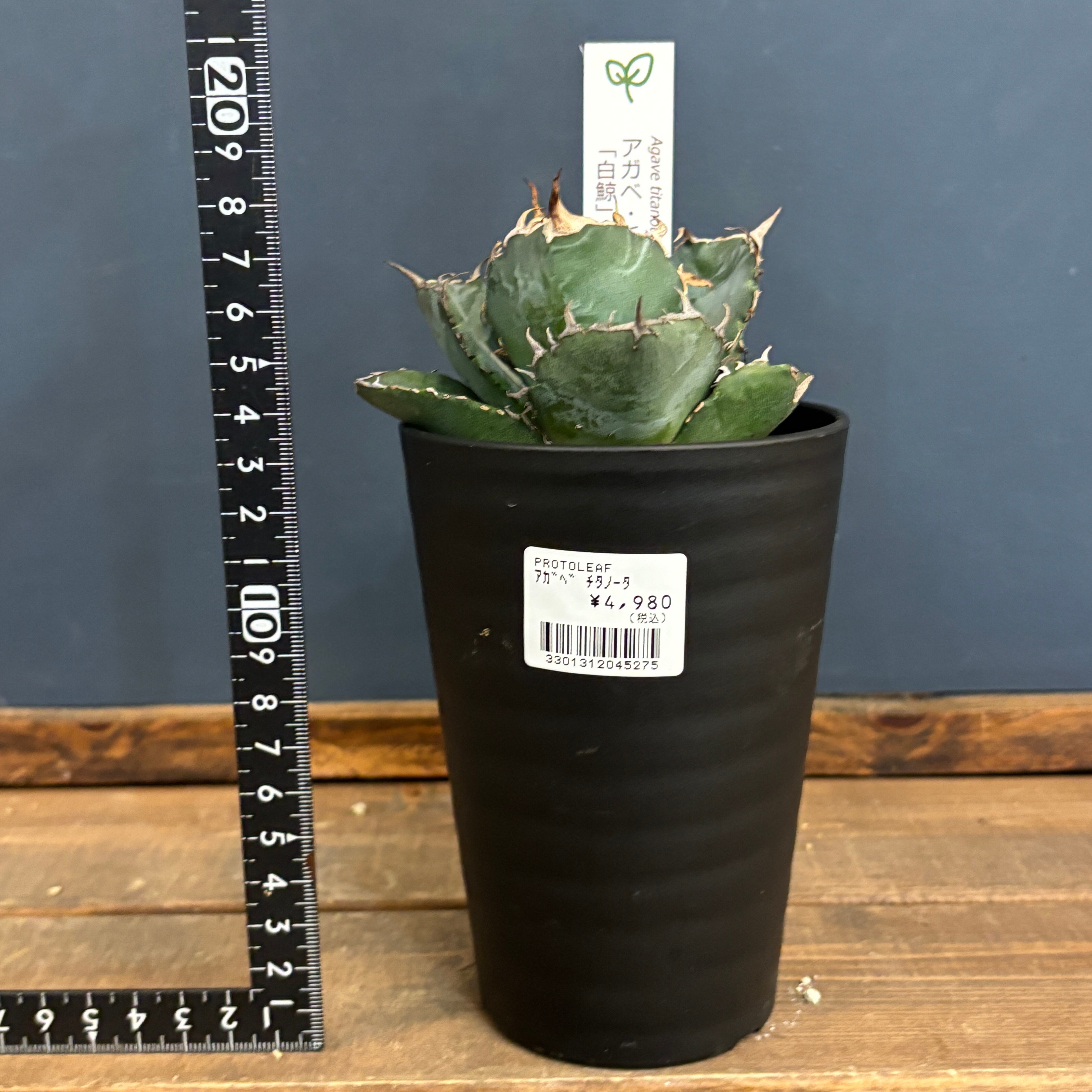アガベ チタノタ 白鯨【768】 | PROTOLEAF プロトリーフ