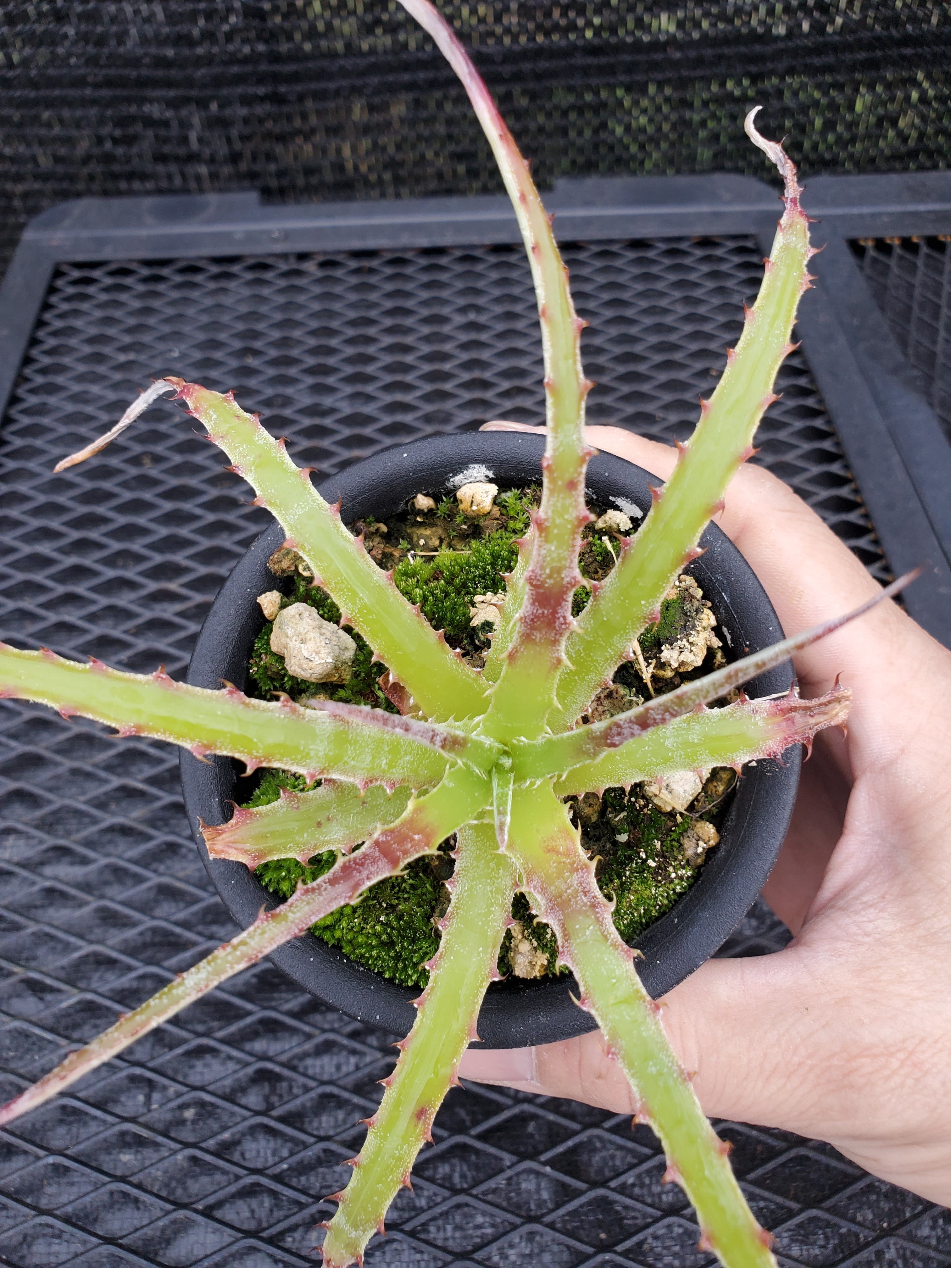 Hechtia（ヘクチア） | レアプランツ通販サイトPlants Maniax