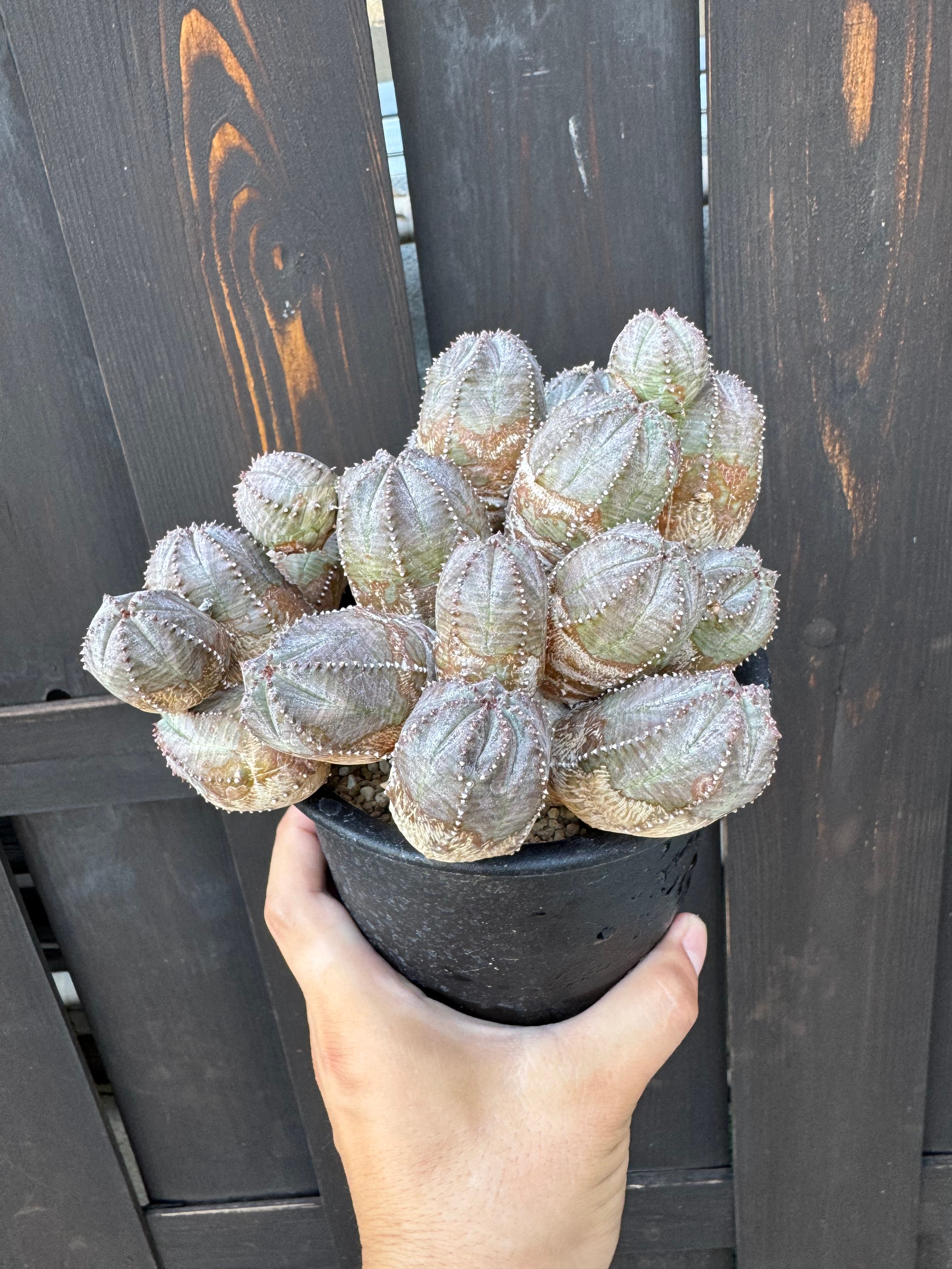 新着】Euphorbia Obesa Blow 【中型・見応えバッチリ】 ユーフォルビア