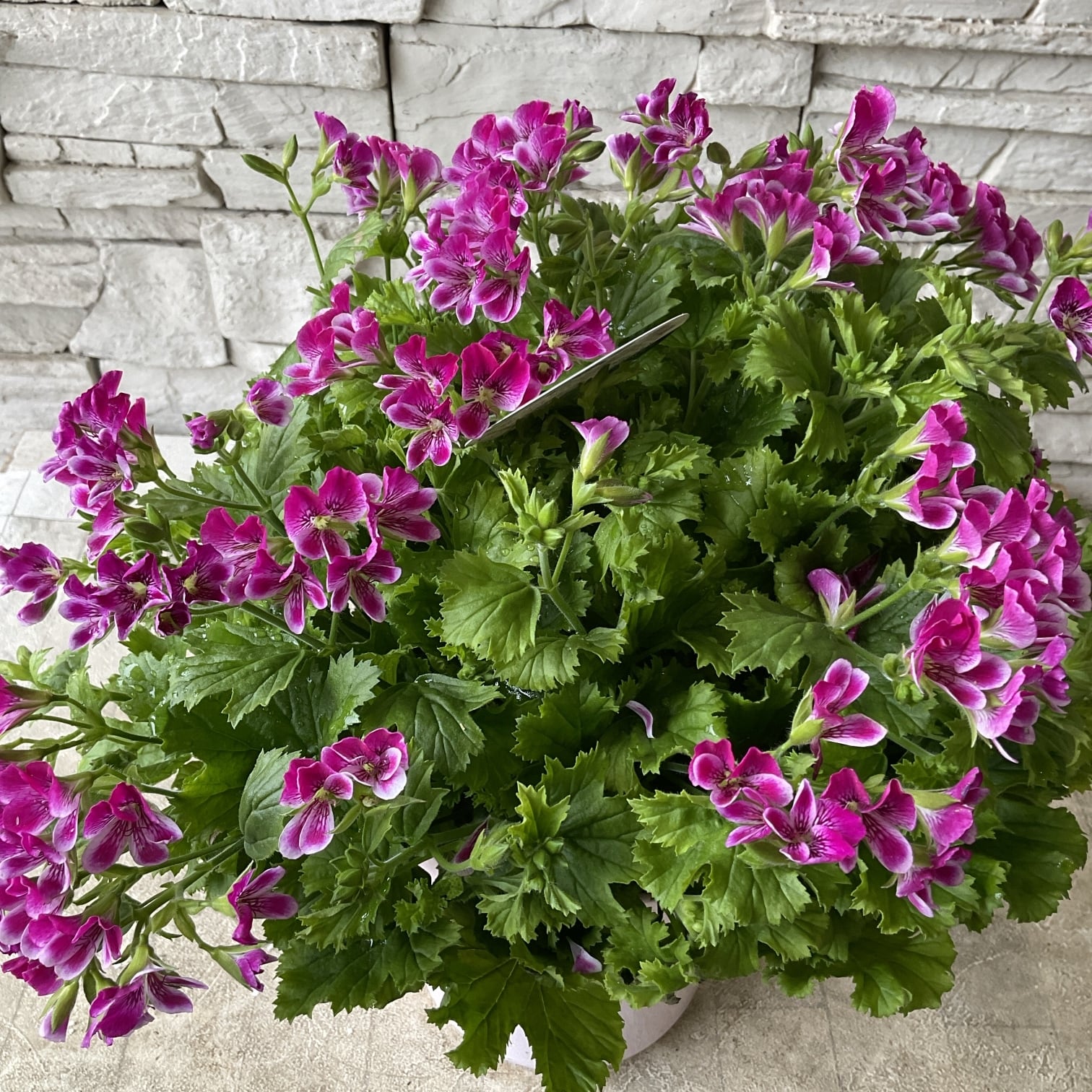 アンティークピンクと紫の寄せ植え】 | 橋本種苗園