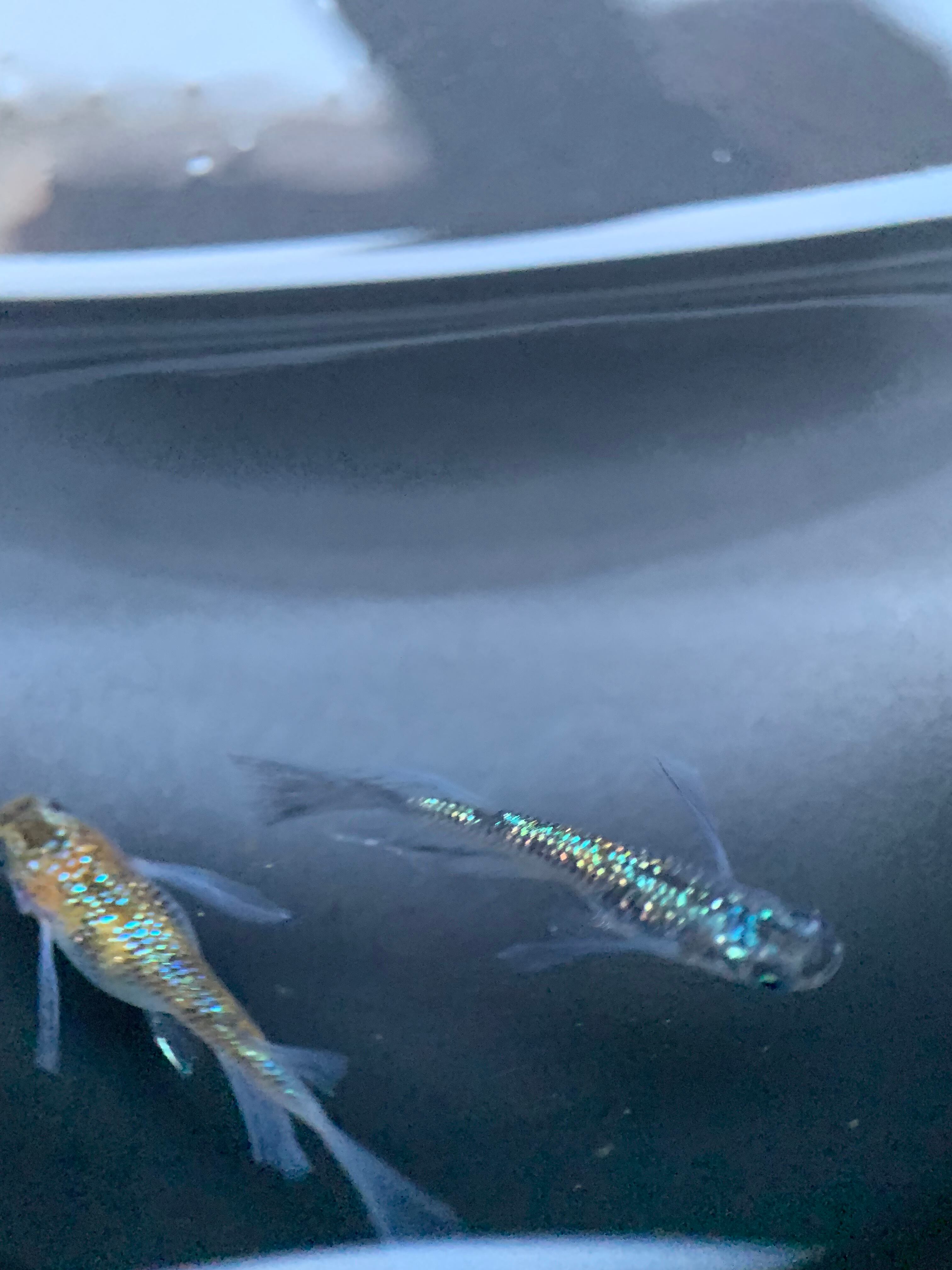 【桜めだか】三色ラメ幹之メダカ 5匹＋1匹 SMサイズ 11月孵化 静楽庵様から購入親個体使用 メダカ 三色ラメ 5匹の通販