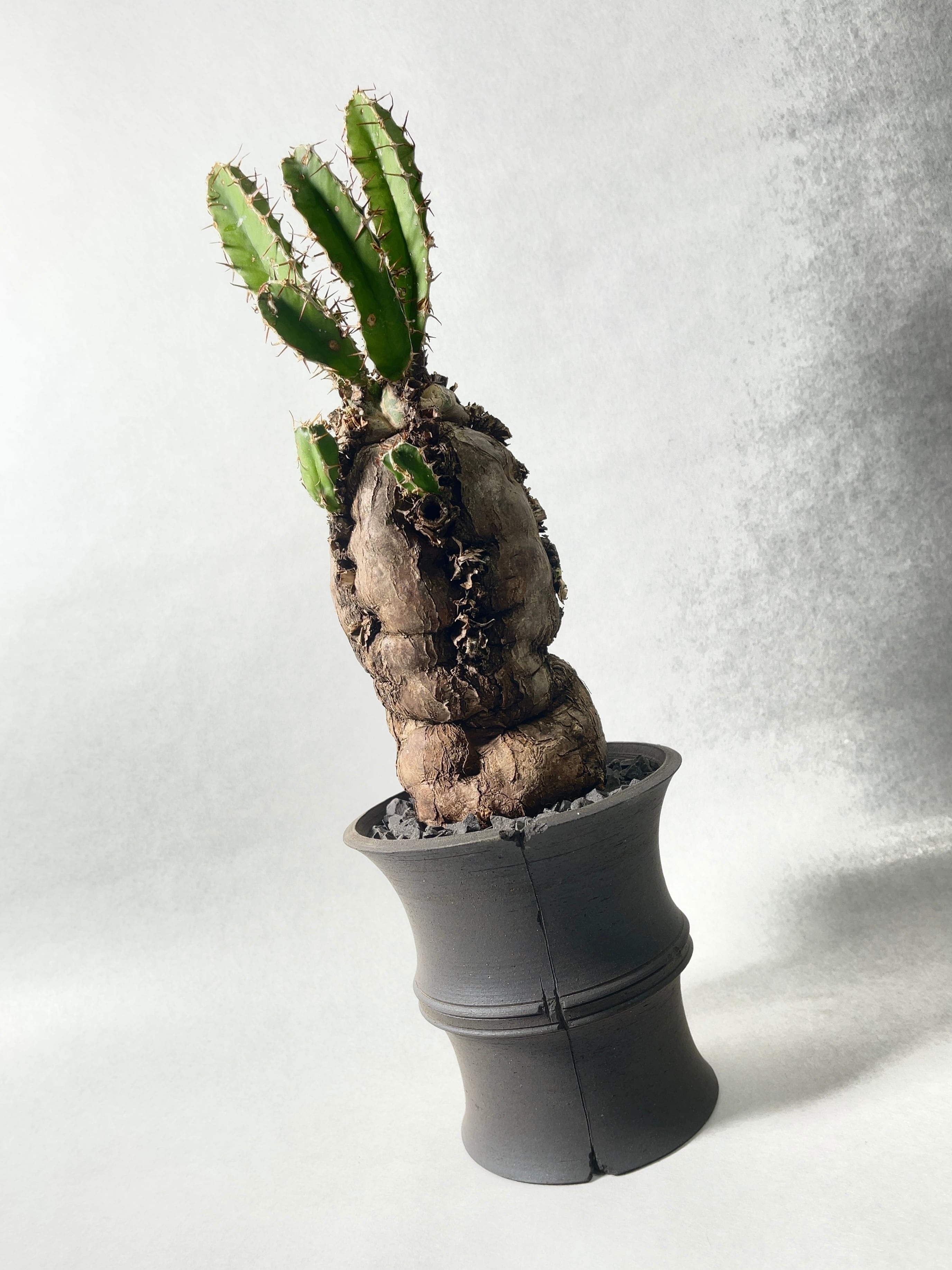 ユーフォルビア・ムランジーナ | trigger