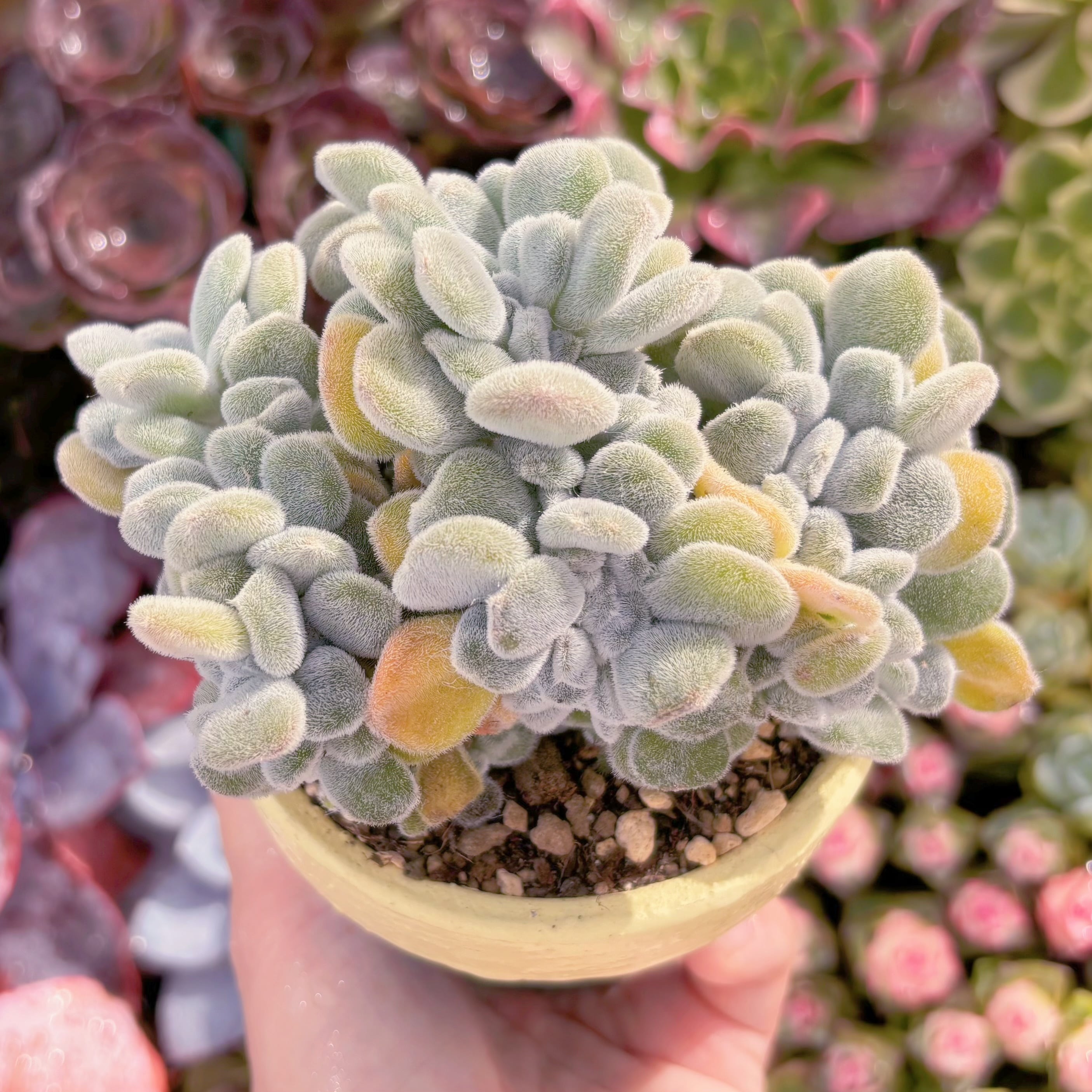 多肉植物 雪晃星綴化 大苗 新入荷 るる農園 | るる農園~多肉植物専門