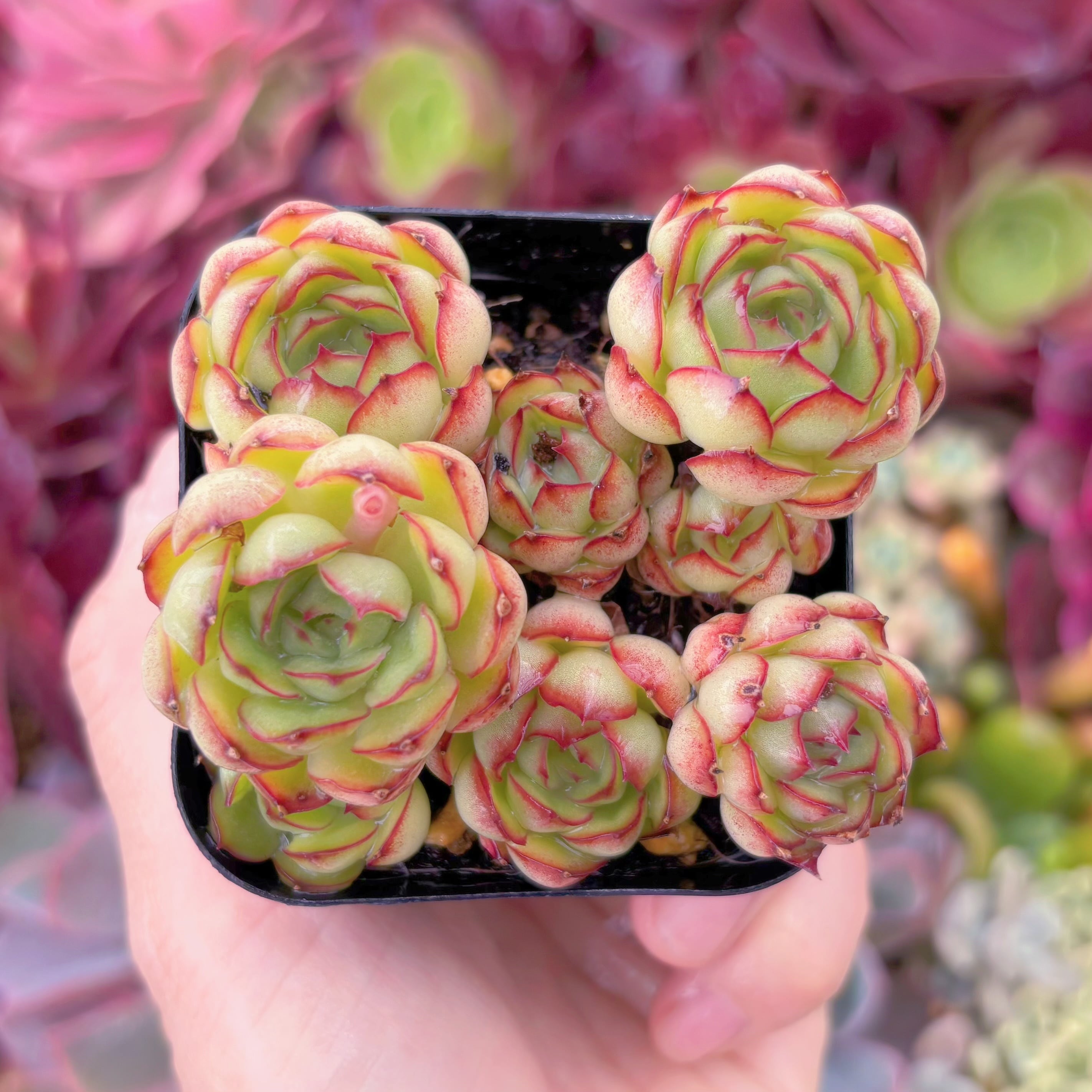 現品　ドリームローズ#B17　るる農園