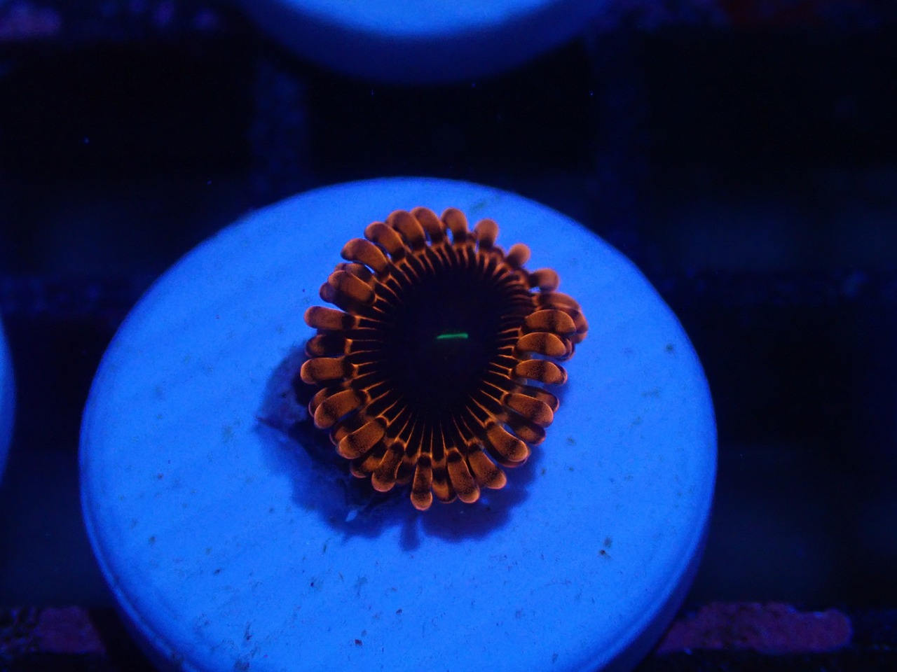 Zoanthus Red FromMakassar 5