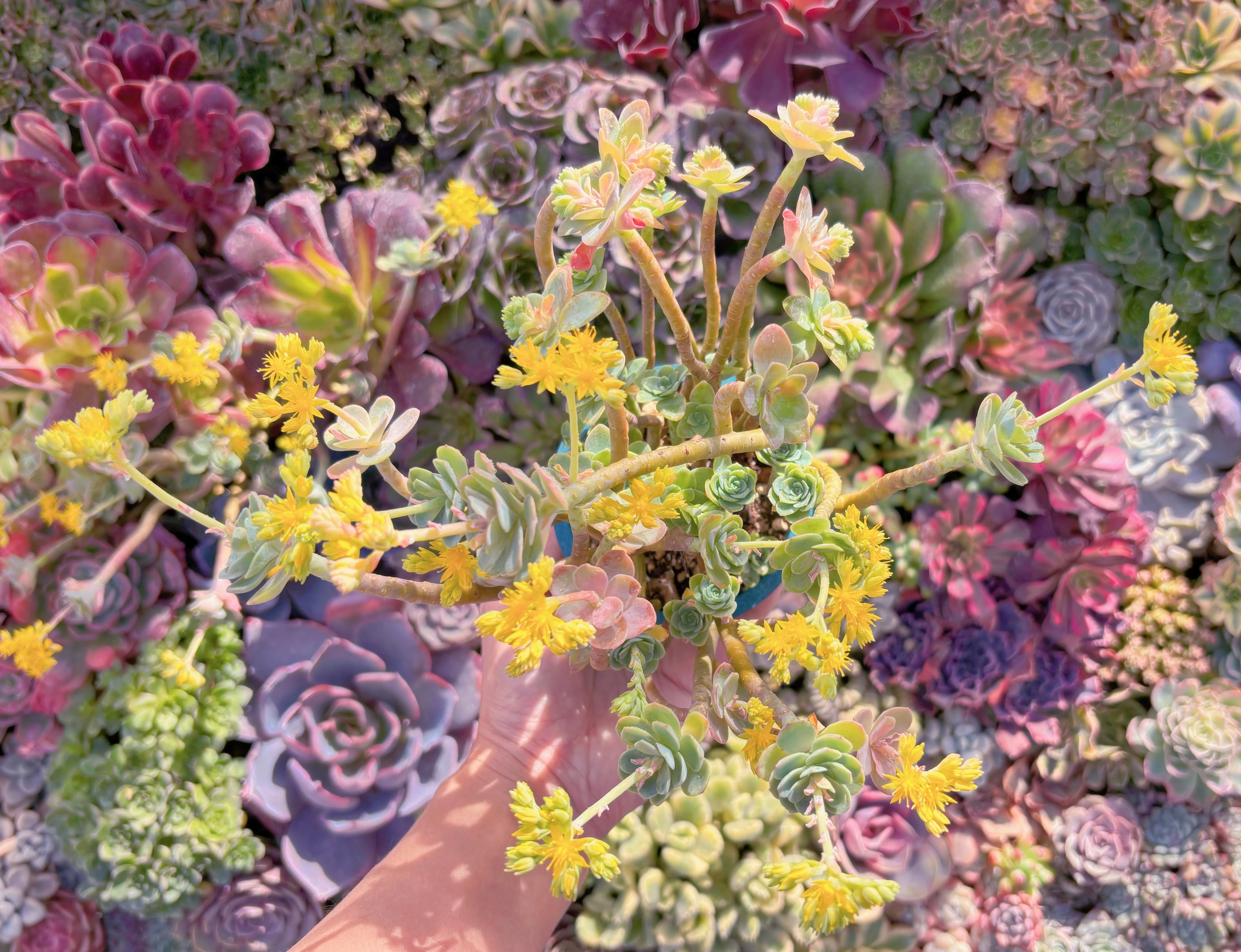 現品　薄化粧#M185　新入荷　るる農園