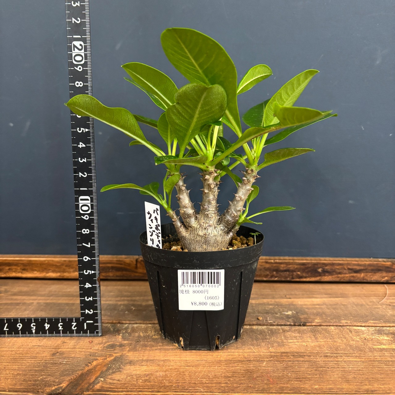 パキポディウム ウィンゾリー【120】