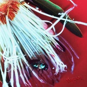 【10/29発売】 【テープ】YONLAPA  / Velvet Petals