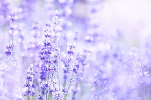 臼井式レイキ遠隔伝授　ファーストディグリー（リアルタイム再伝授）