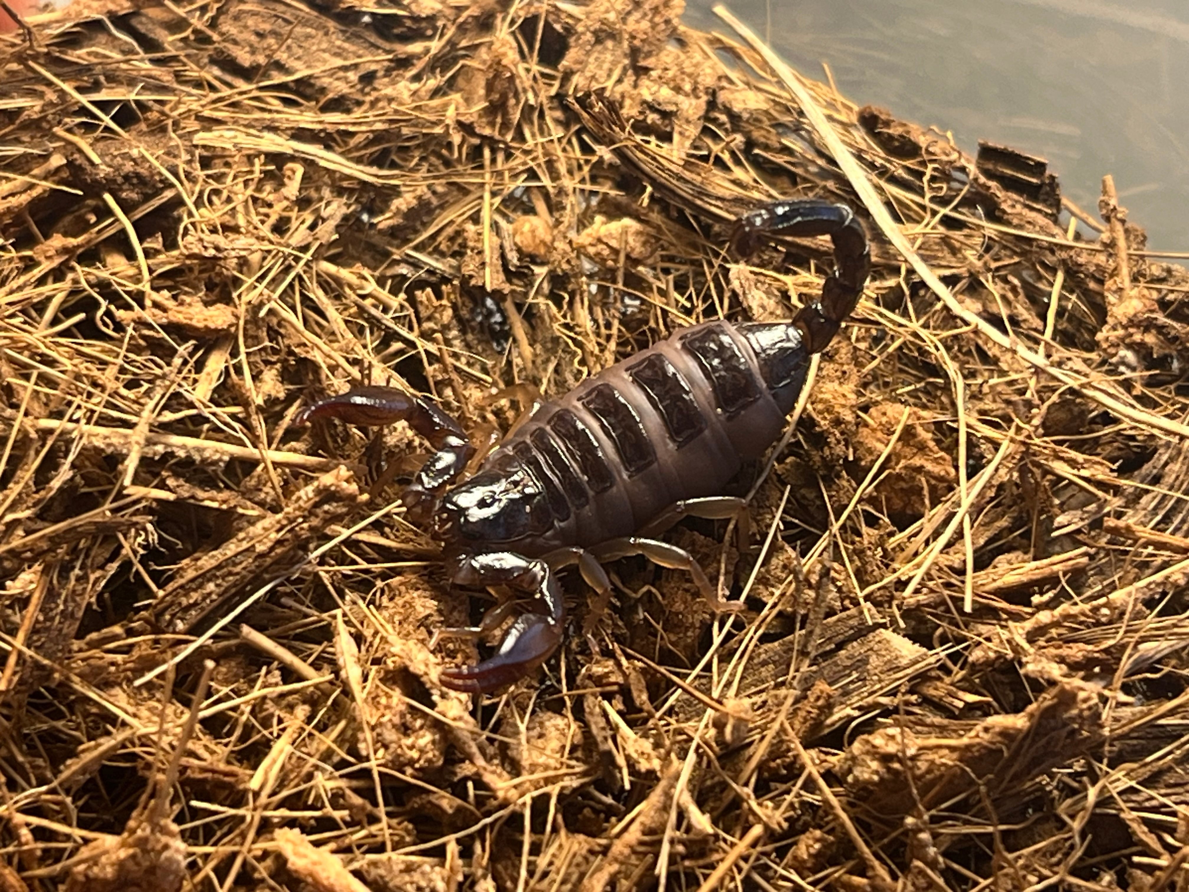 14mm♀】クワガタモドキゴミムシダマシ Calognathus chevrolati 昆虫