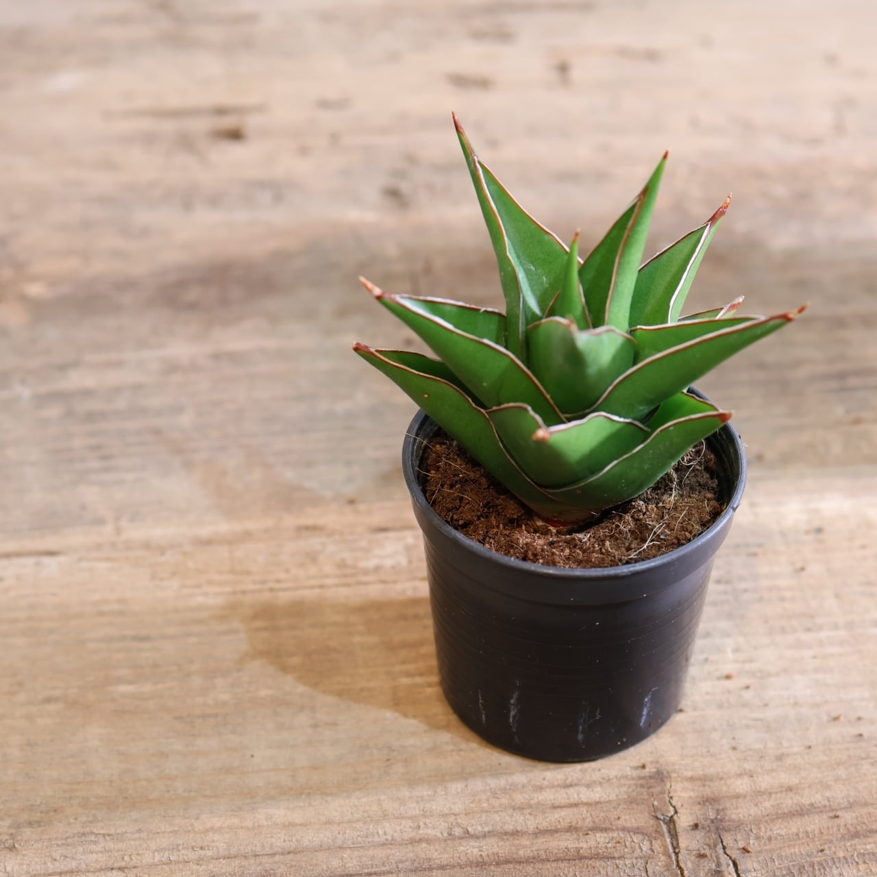 S-86 超希少 サンスベリア タワー 斑入り 輸入株 鉢ごと発送 S-86 超希少 サンスベリア タワー 斑入り 輸入株 鉢ごと発送 - メルカリ