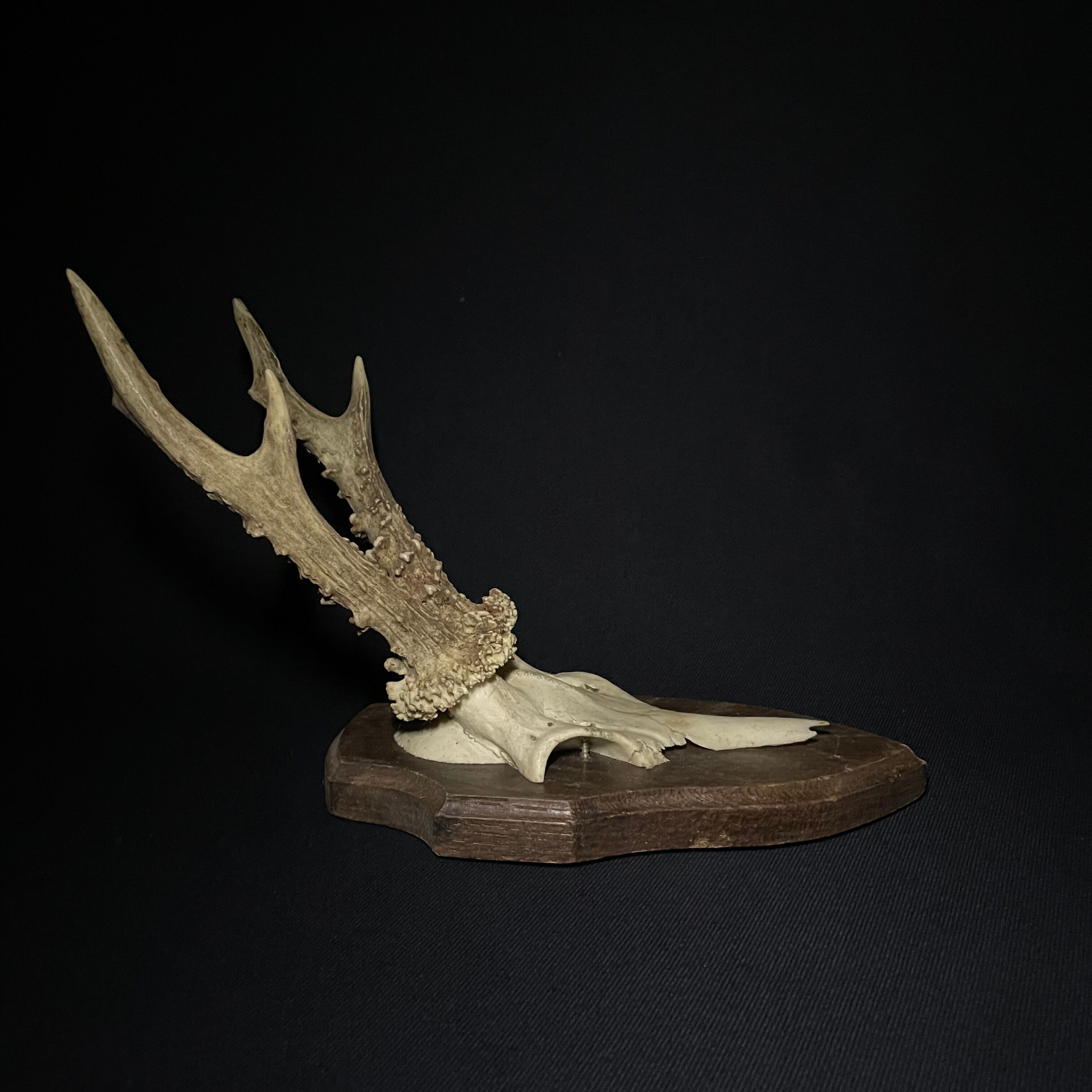 ハンティング トロフィー | quelque jour（フランスアンティーク