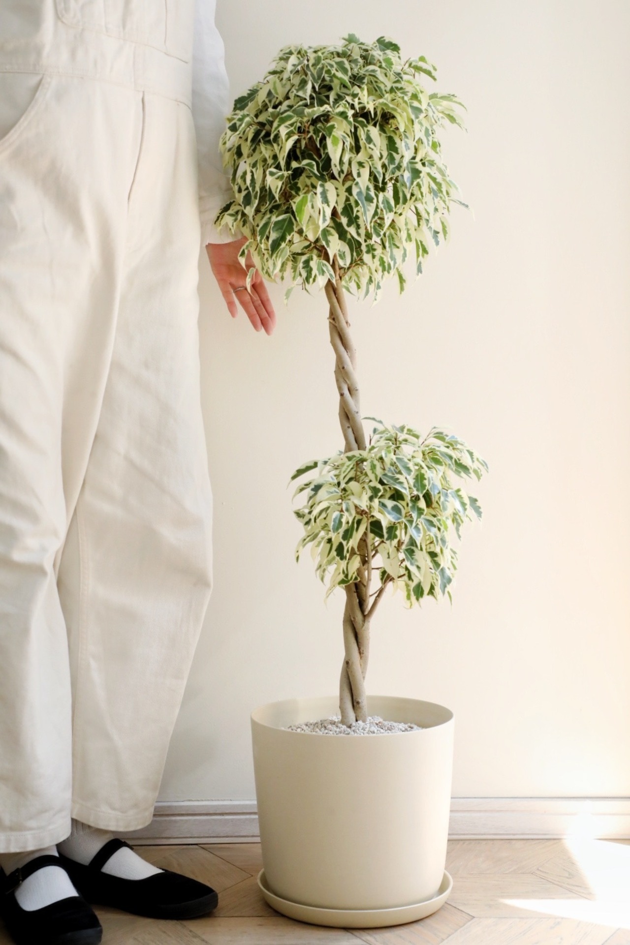 【L】【100cm】ベンジャミン スターライト ビューティークイーン/Ficus benjamina