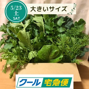 ＜クール便・5/23（土）収穫・発送＞【大きいサイズ】季節のお野菜セット