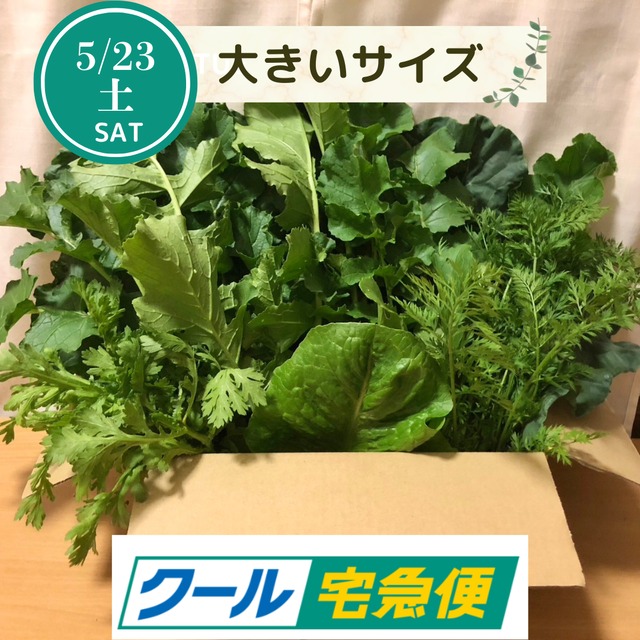 ＜クール便・5/23（土）収穫・発送＞【大きいサイズ】季節のお野菜セット