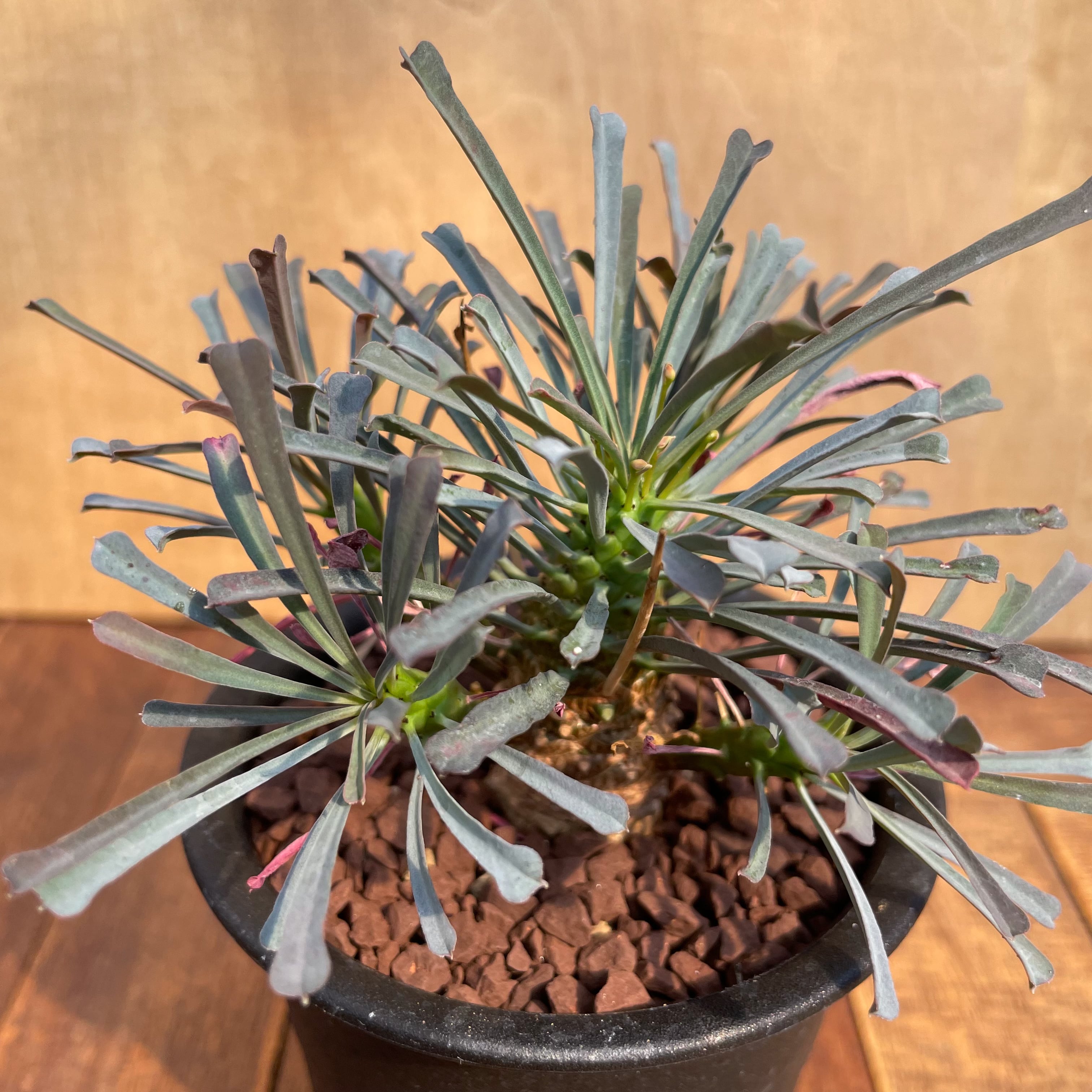 Euphorbia multifolia【ユーフォルビア・ムルチフォリア】 | RIMO'S