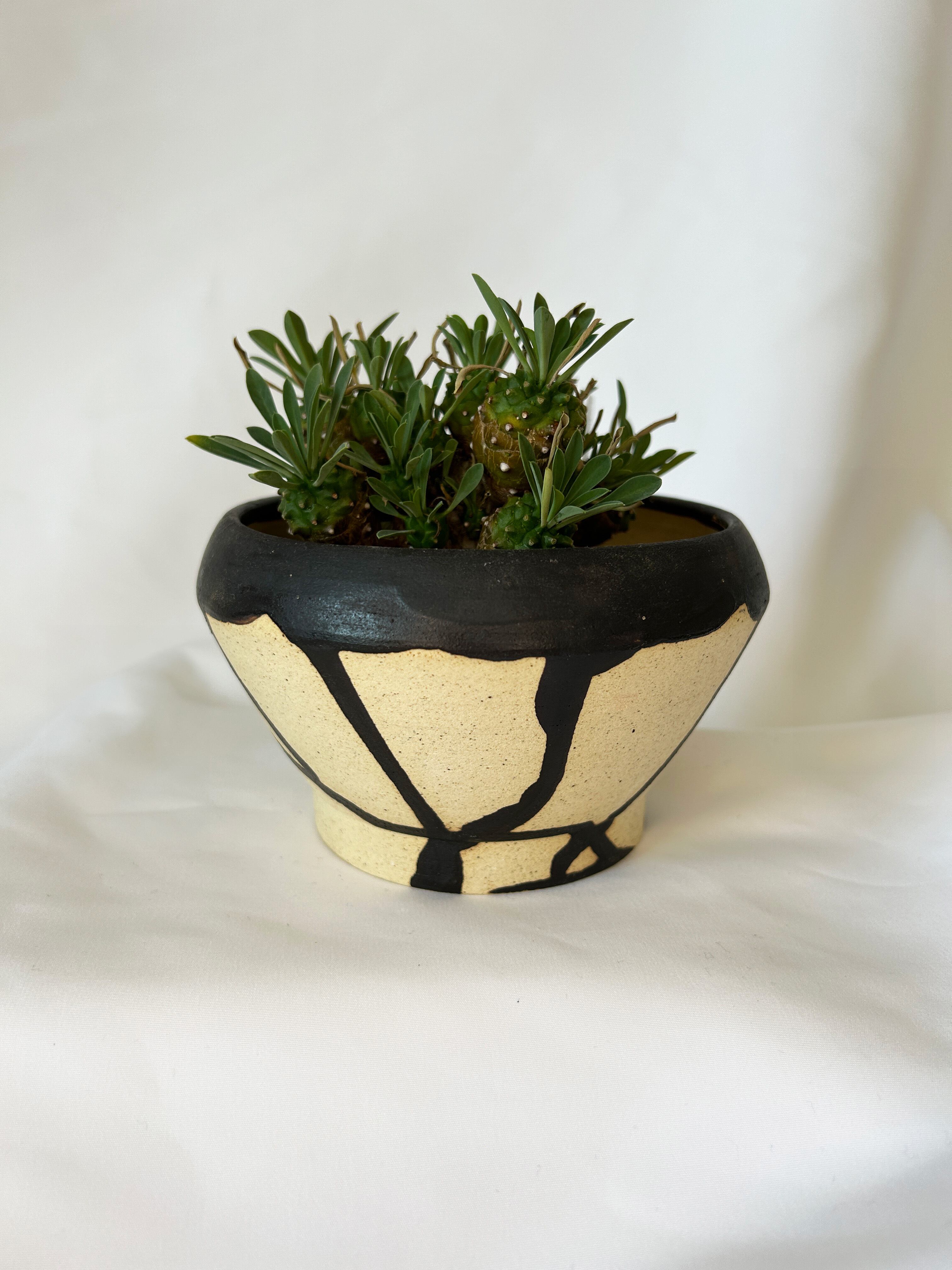 ユーフォルビア 峨眉山 特大 鉢付き 希少 【公式通販】