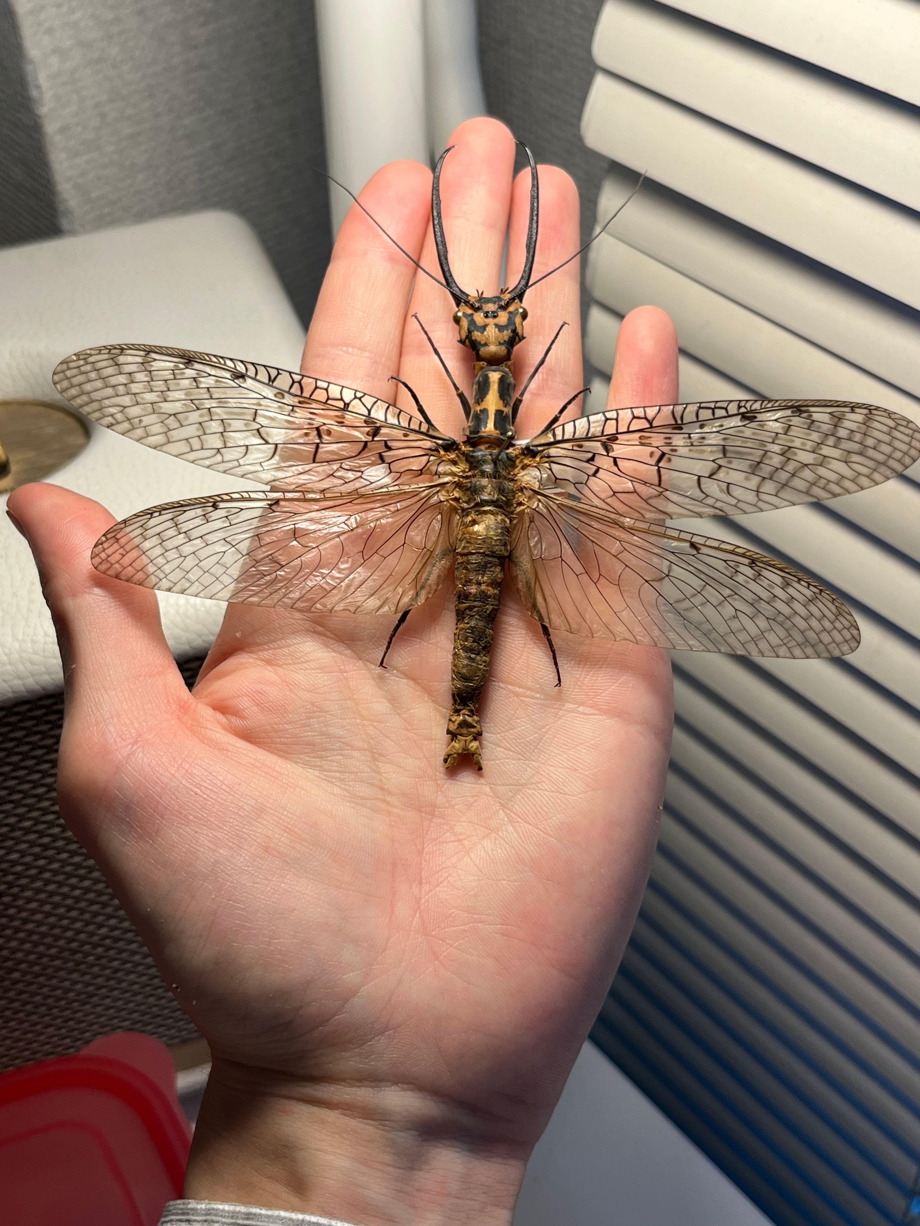 蜻蛉希少種】キマダラオオキバヘビトンボ オオアゴヘビトンボ 昆虫標本