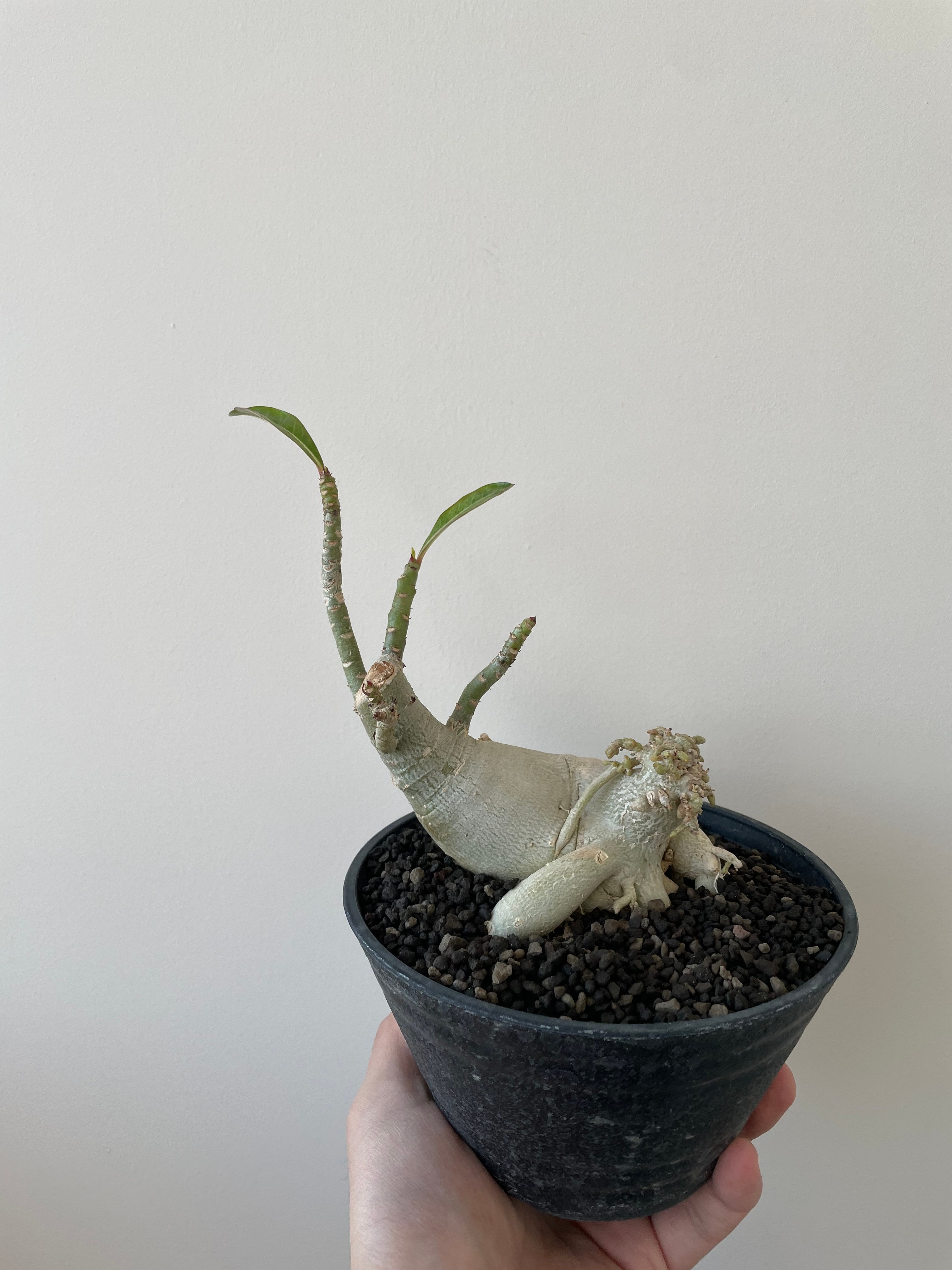 【新着】Adenium obesum【盆栽仕立ての選抜株】アデニウム オベスム