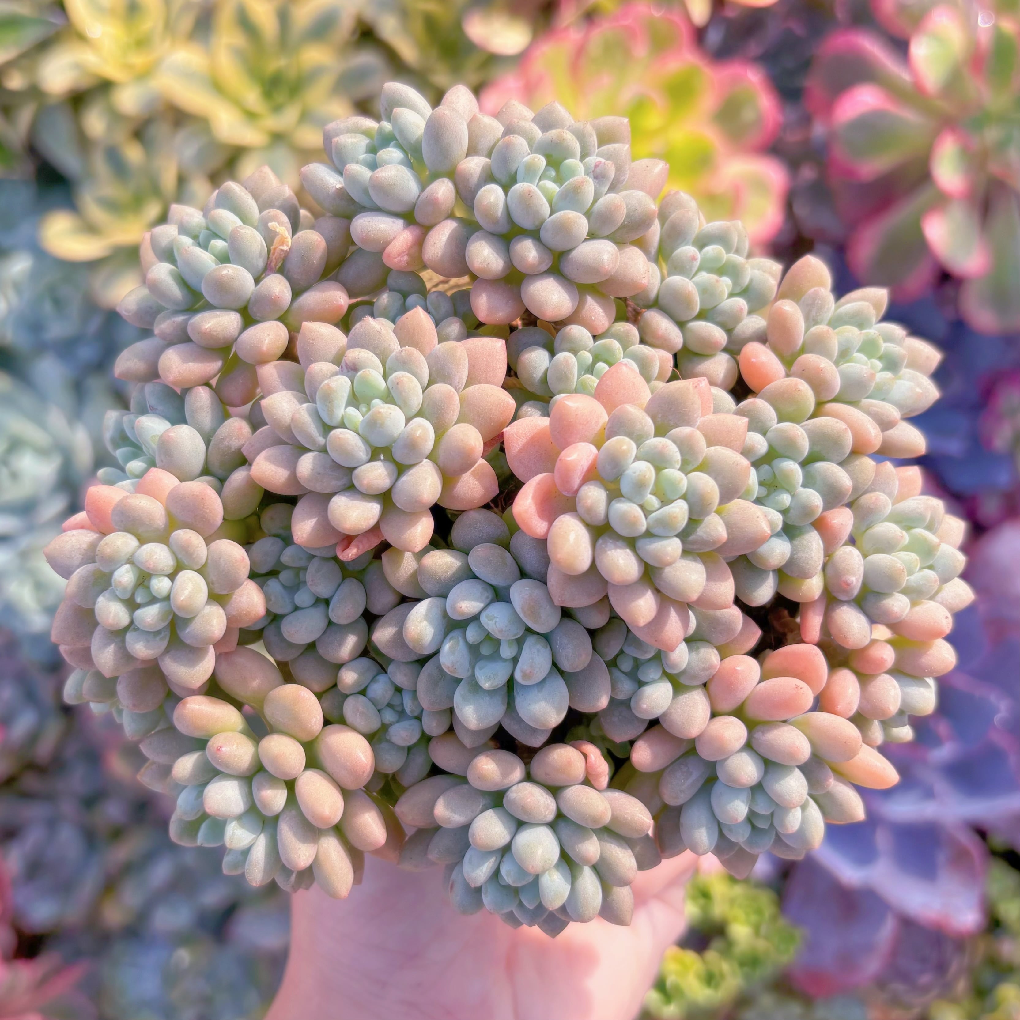 多肉植物　キャビア　大群生　新入荷　るる農園