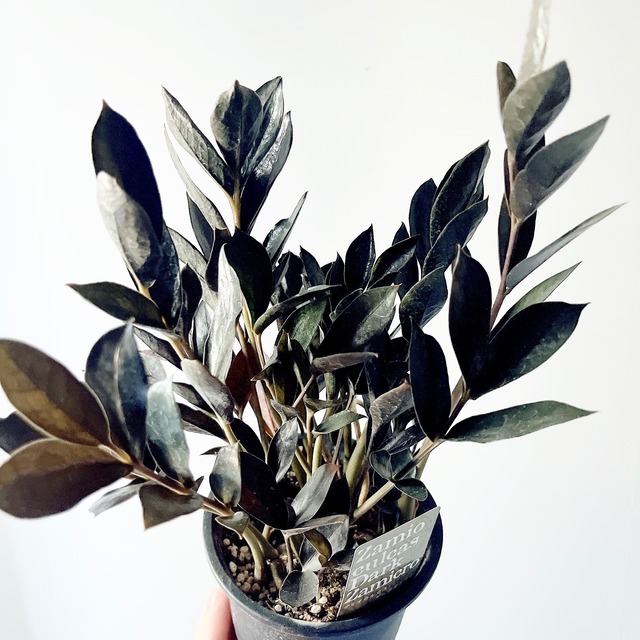 【新品種】ザミオクルカス ダークザミクロ 矮性レイヴン 登録品種 観葉植物