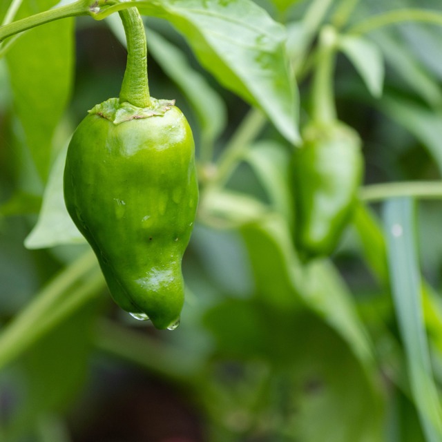 トモファームセレクト（4〜6品）