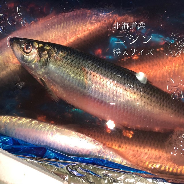 生 ニシン 鰊 北海道産 大サイズ 1kg 鮮魚【ニシン１K】冷蔵 豊洲直送