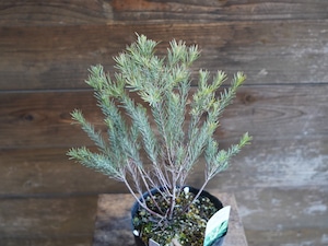 【現物】ユーカリ ”フォーマニー” C