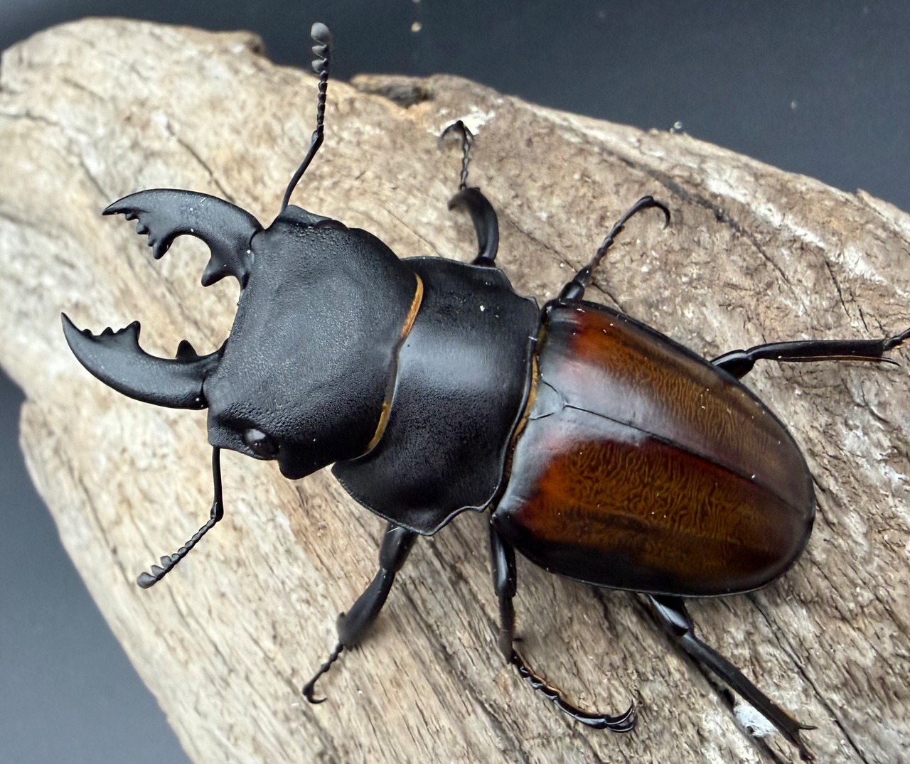 【WD】《キルヒナーツヤクワガタ 62mm ペア》