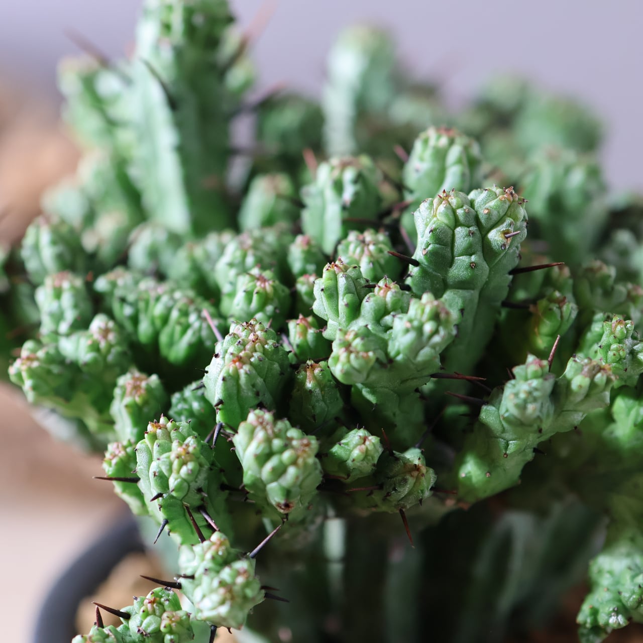 452 波打つ稜線『ユーフォルビア エノプラ クリスタータ 紅彩閣』観葉