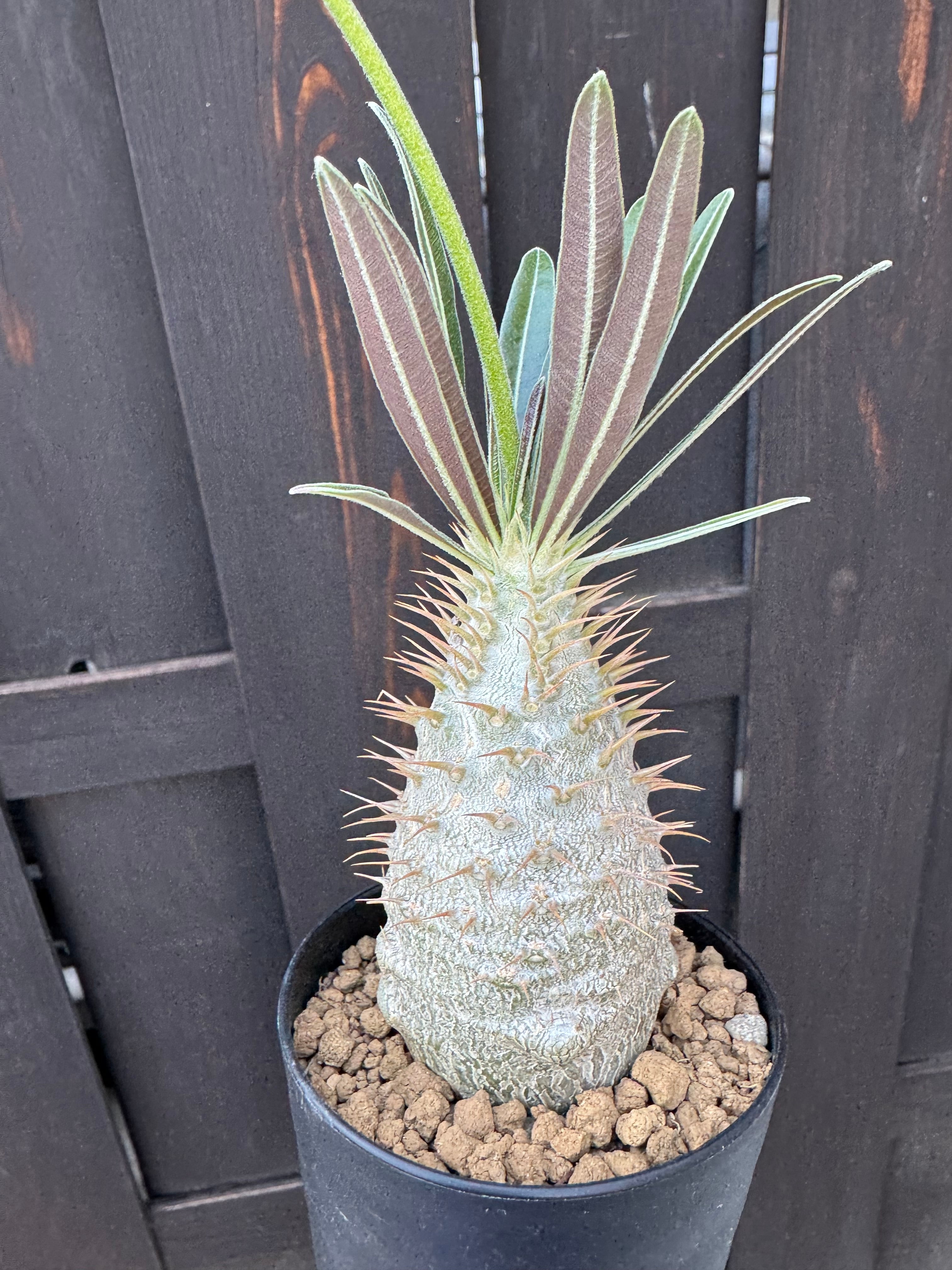 新着】 Pachypodium Gracilius【新潟県産 まん丸実生苗