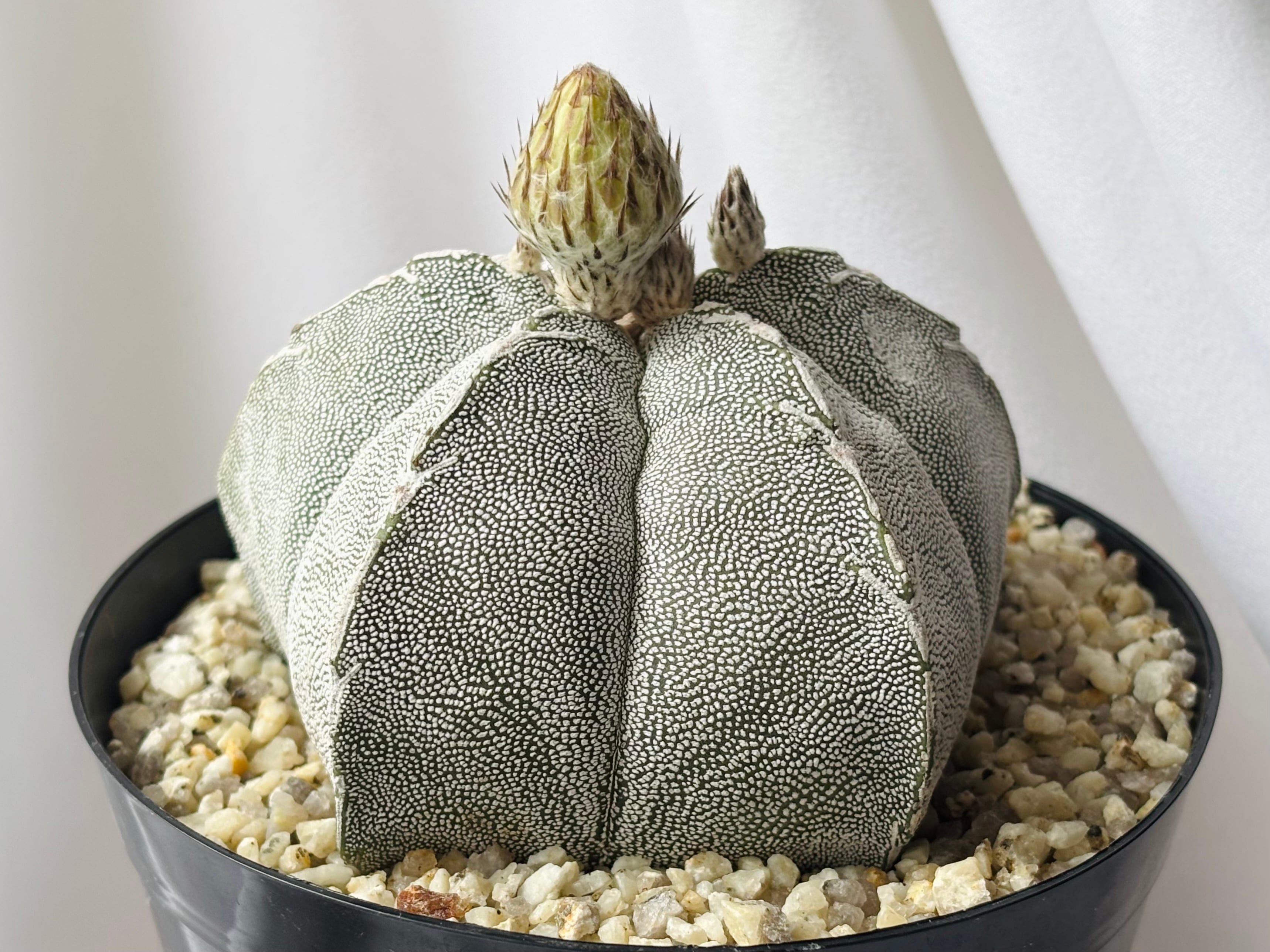 Astrophytum myriostigma アストロフィツム ランポー玉 恩塚鸞鳳玉