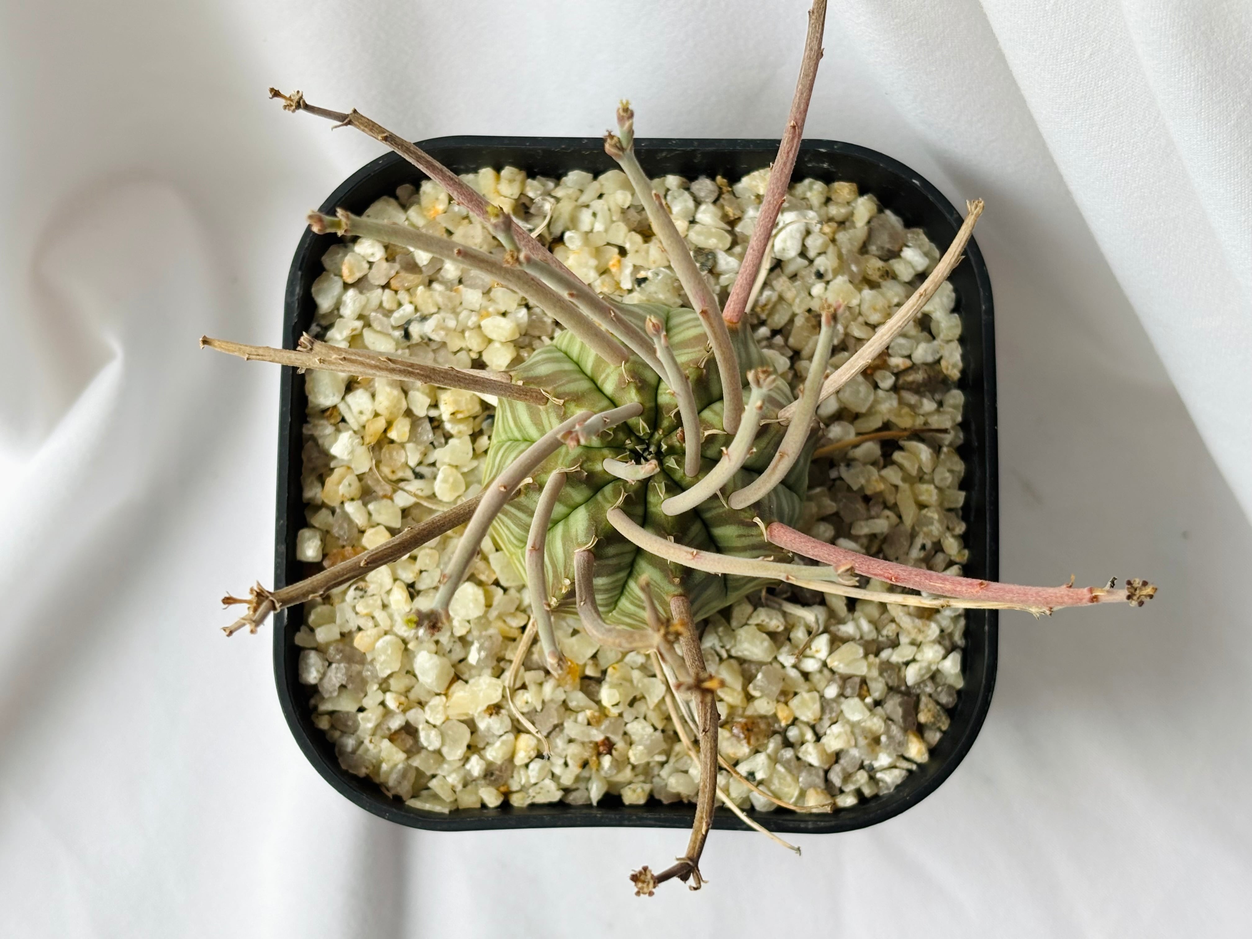 Euphorbia valida ユーフォルビア スーパーバリダ 多肉植物 | plants