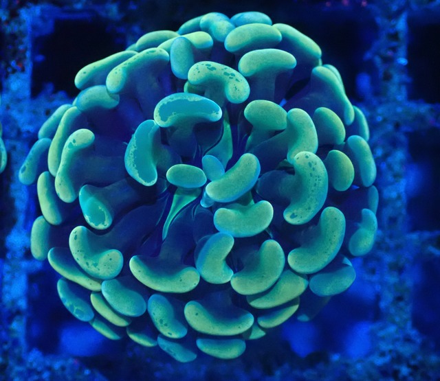 ParaAncora YellowBlue 5