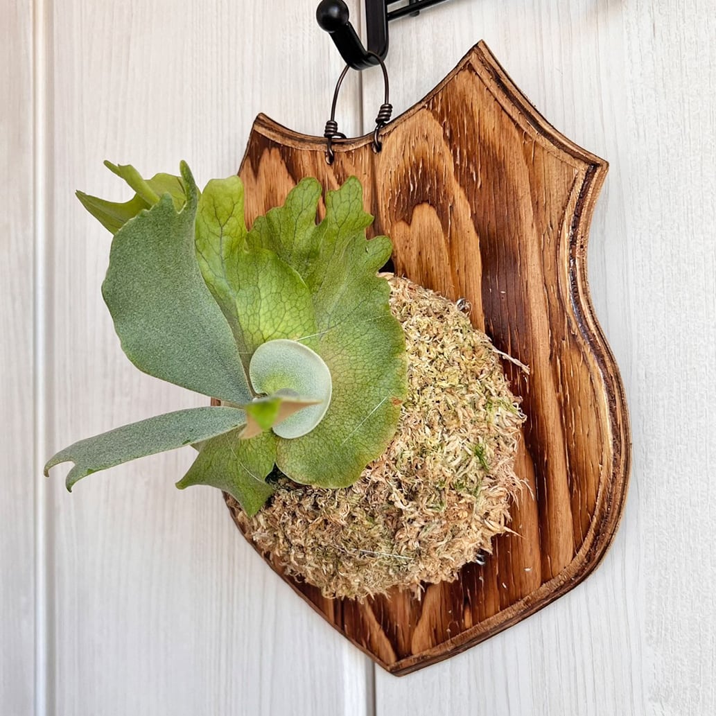 ビカクシダ ウィリンキー 板付 【観葉植物 室内 コウモリラン