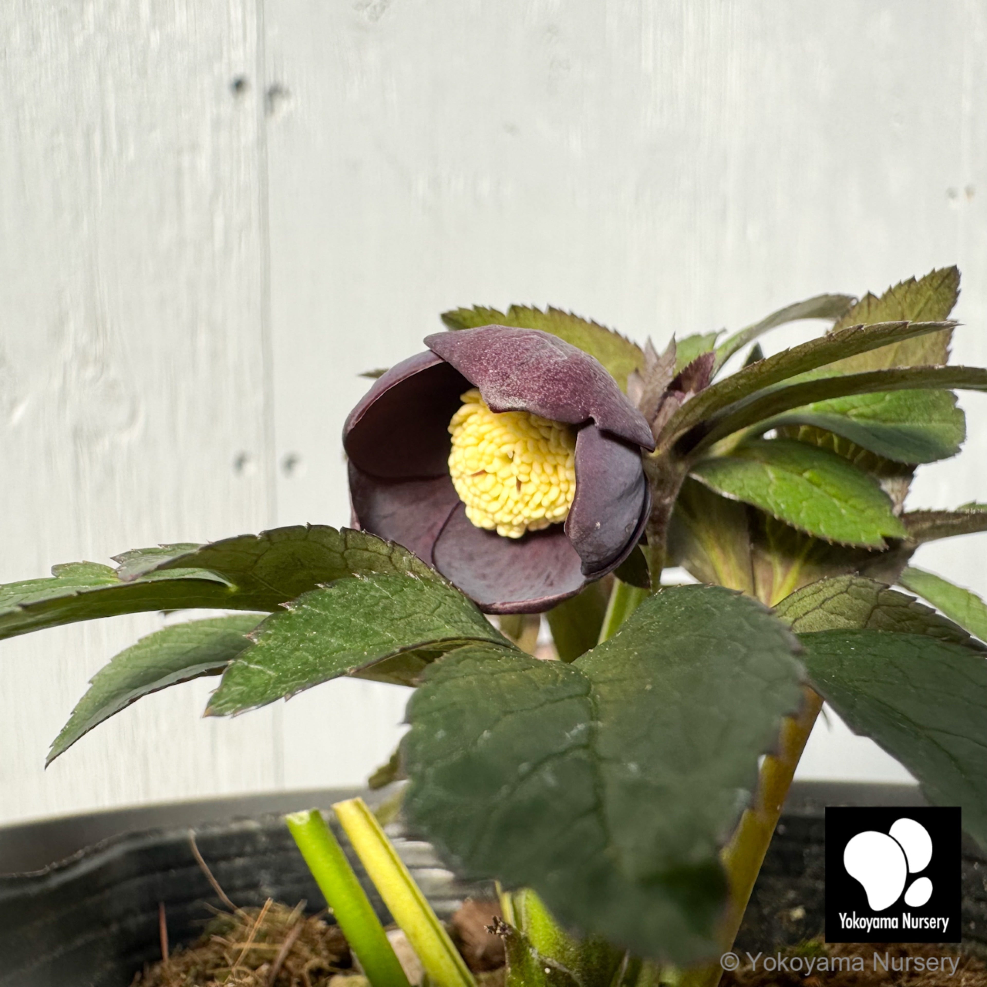 樹脂ベビー　作家様作品 人形の専門店ドルスバラード創作人形作家のご紹介：happaさん