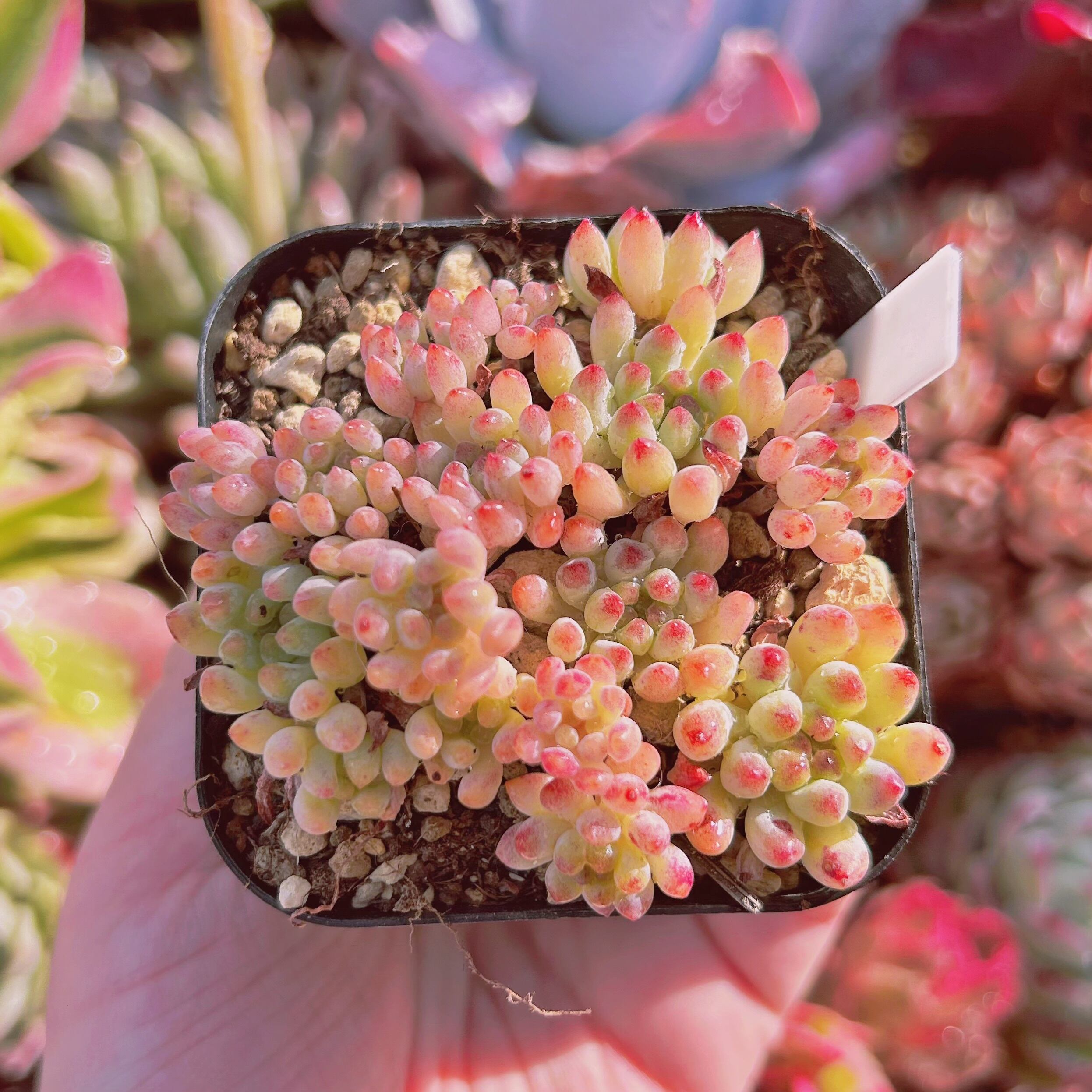 #553現物　多肉植物　花火