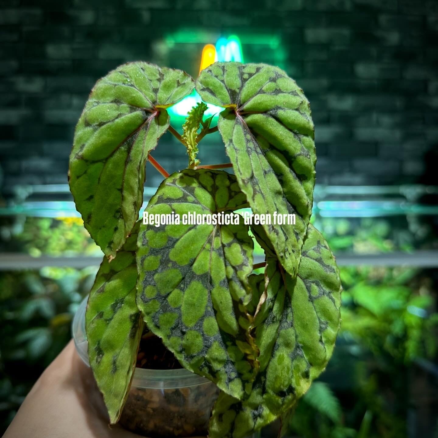 Selaginella sp. 'Purple' from Sarawak | Terrarium & Plants SHOP