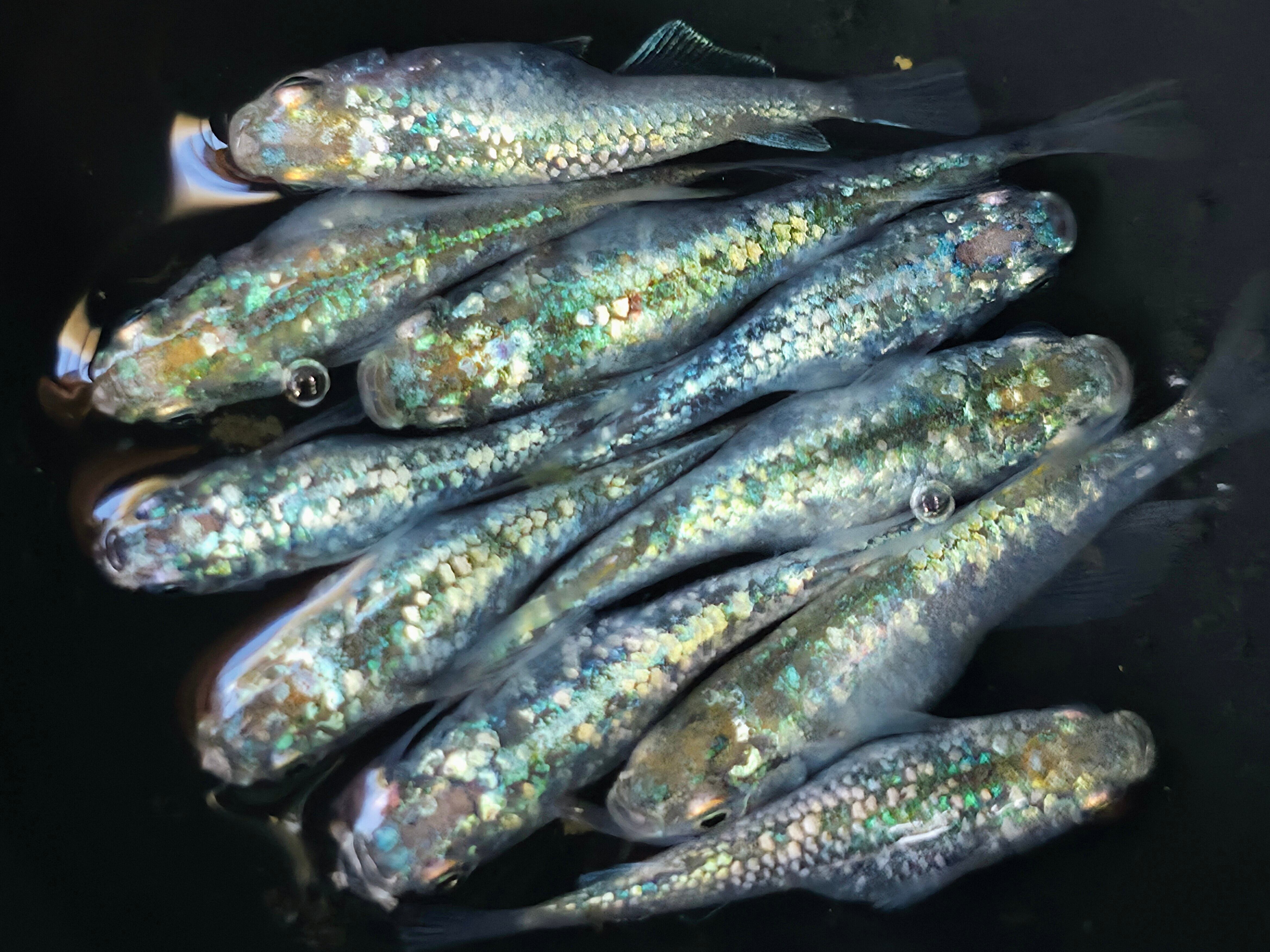 成魚 レックウザ メダカ 10匹＋α | Pay ID