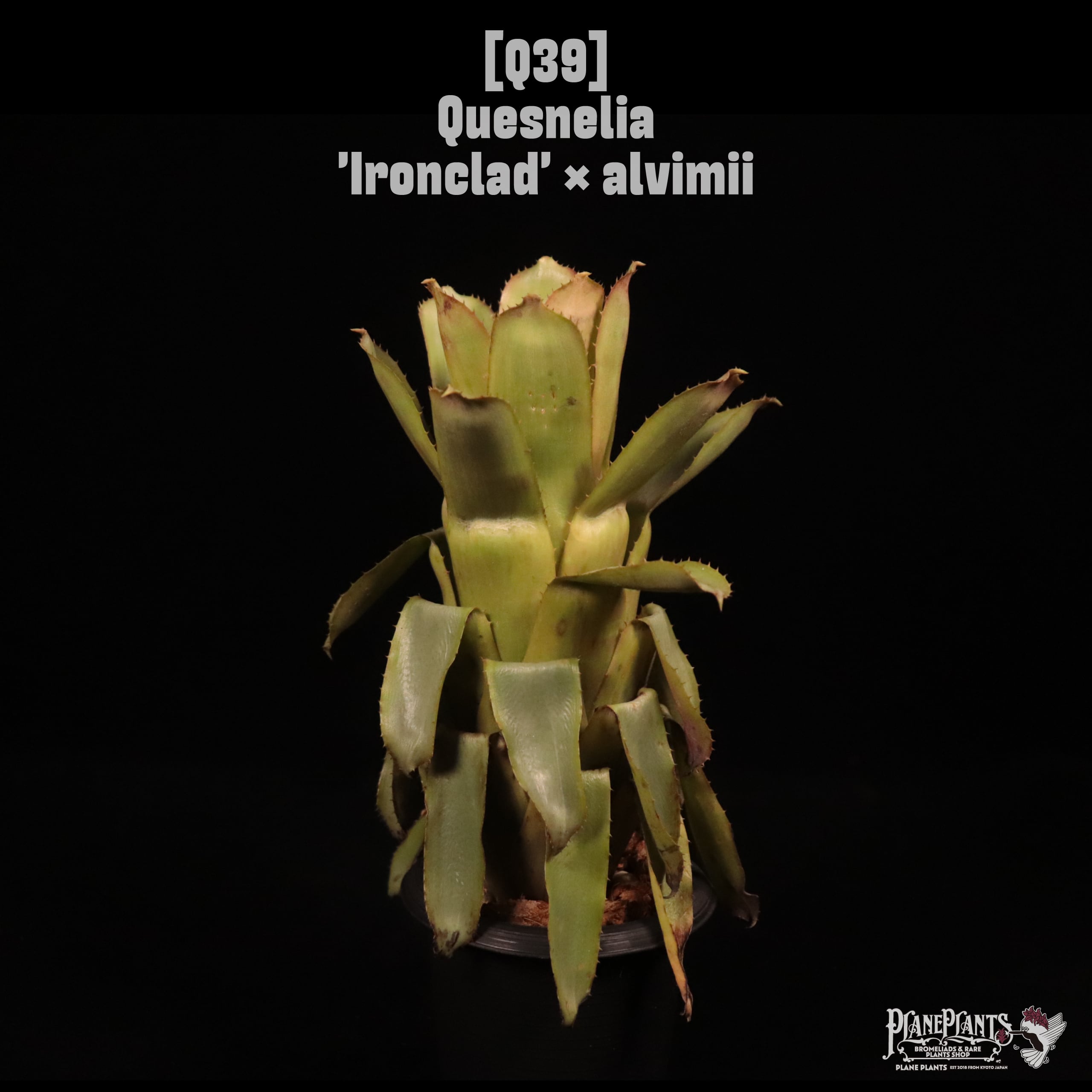 Quesnelia | plane plants